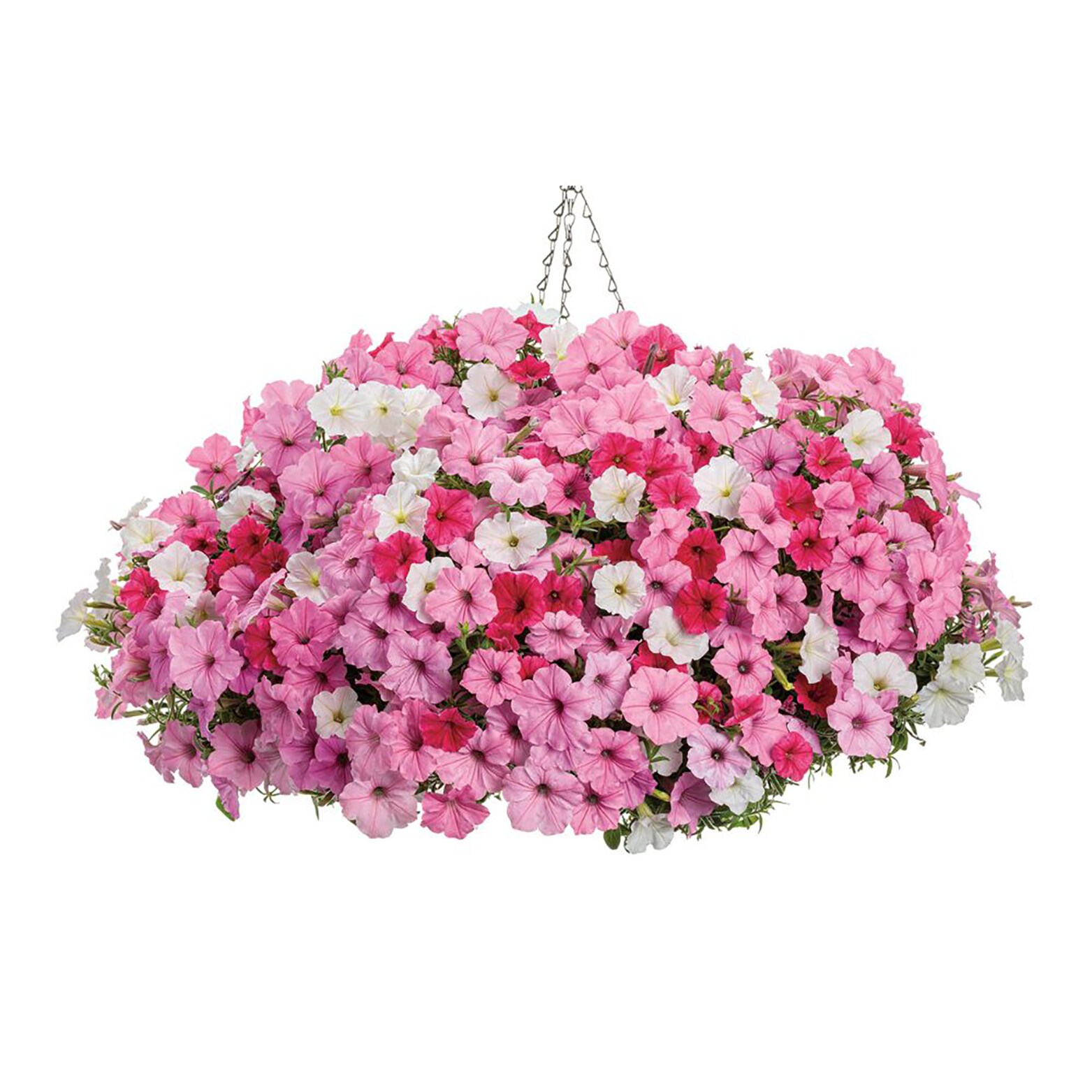 Proven Winners SUPPRW4047504 annuals - View #4