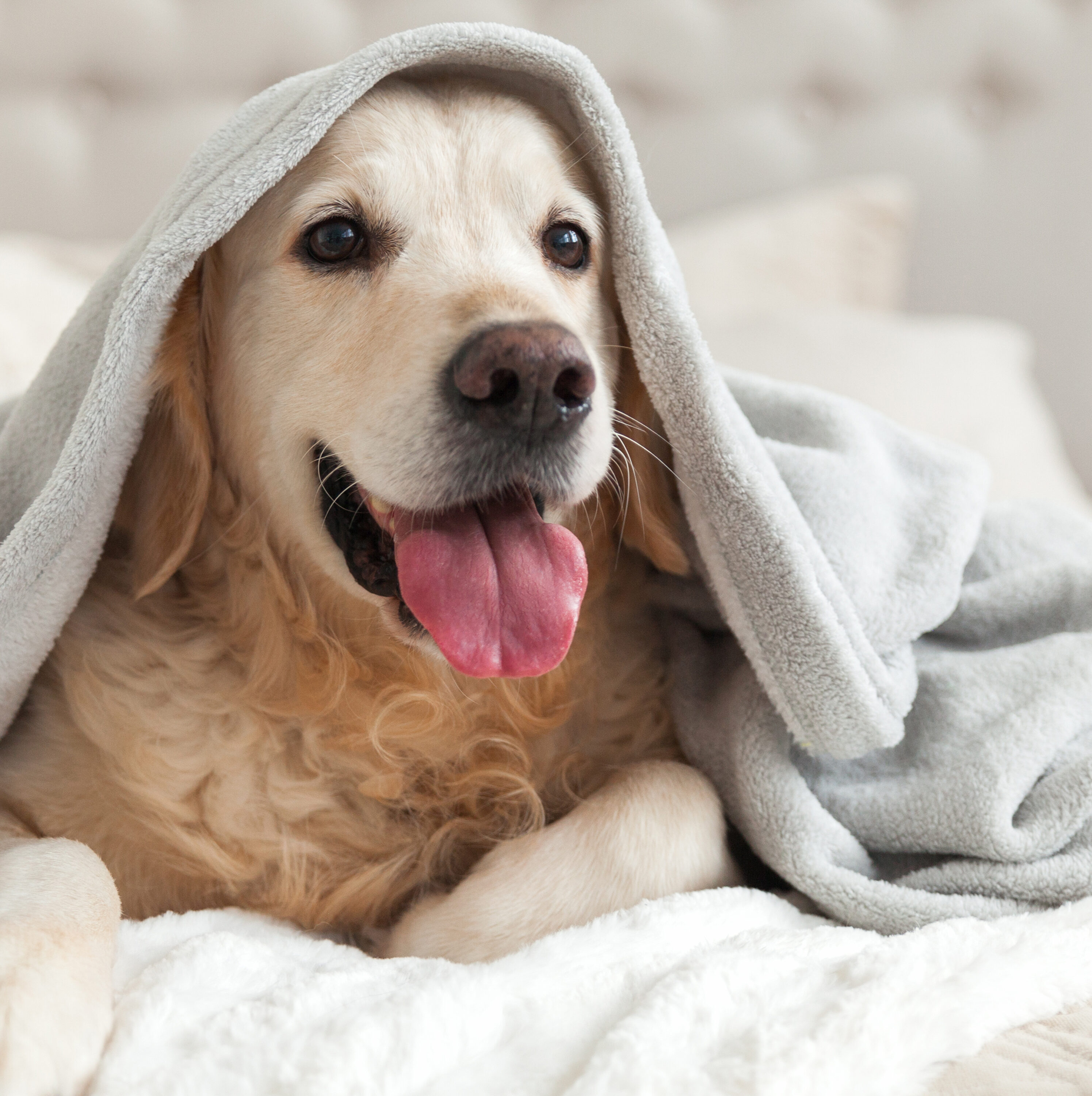 WestPoint Home 026705447711 Blankets-And-Throws - View #3