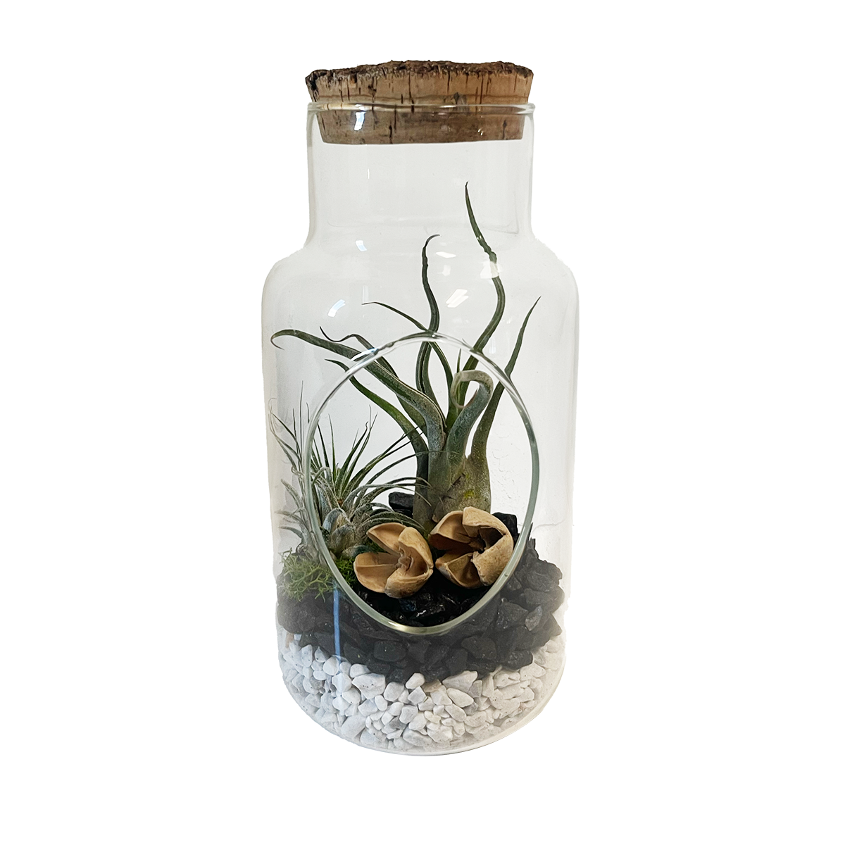 LiveTrends ASB06645 Palomino House plant in 1 -Pack Terrarium 1.0 -Pack