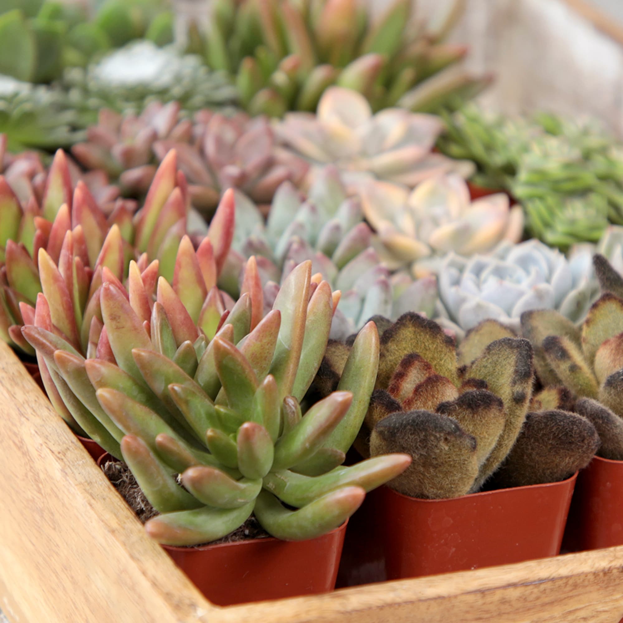 Altman Plants 0881173 Cacti-Succulents - View #8