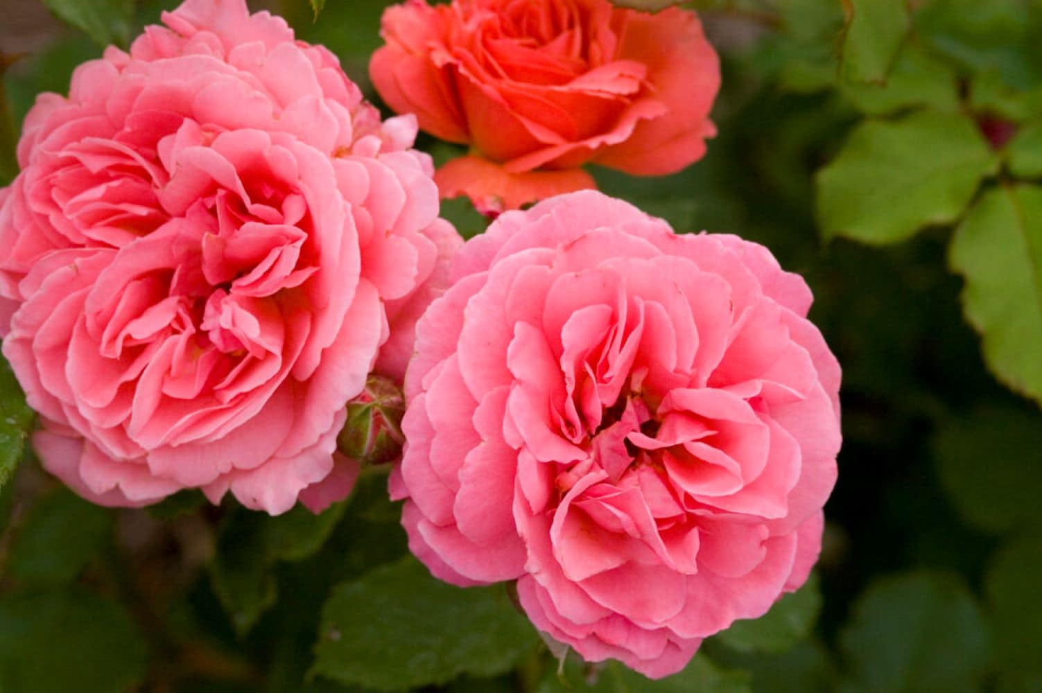 Lowe's NURSERY Kiss Me Rose Flowering Shrub in 2 -Gallon Pot 1 -Pack with Pink Blooms