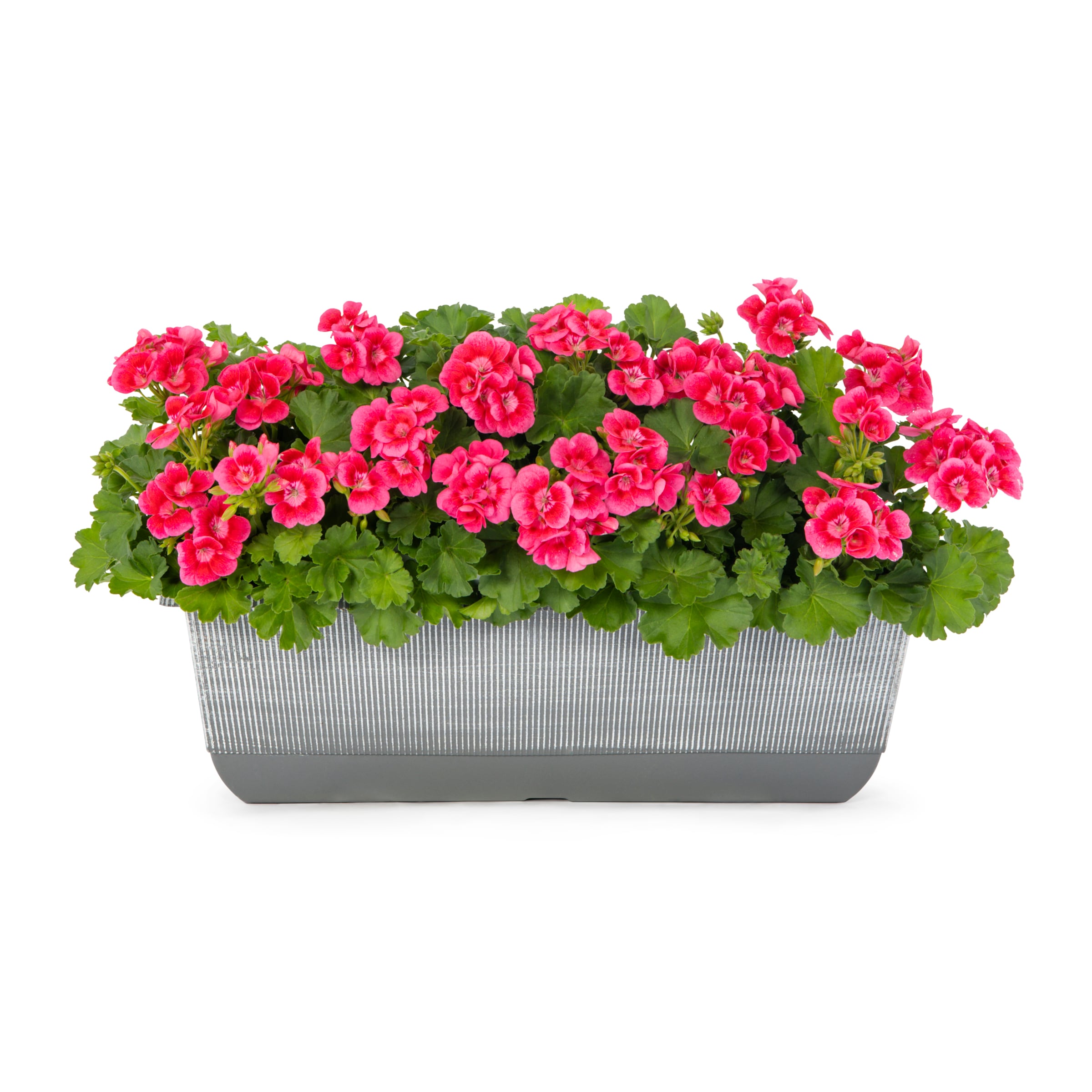 Lowe's 2.5 Gallon(s) Multicolor Geranium 1 -Pack - Low Maintenance #1527881
