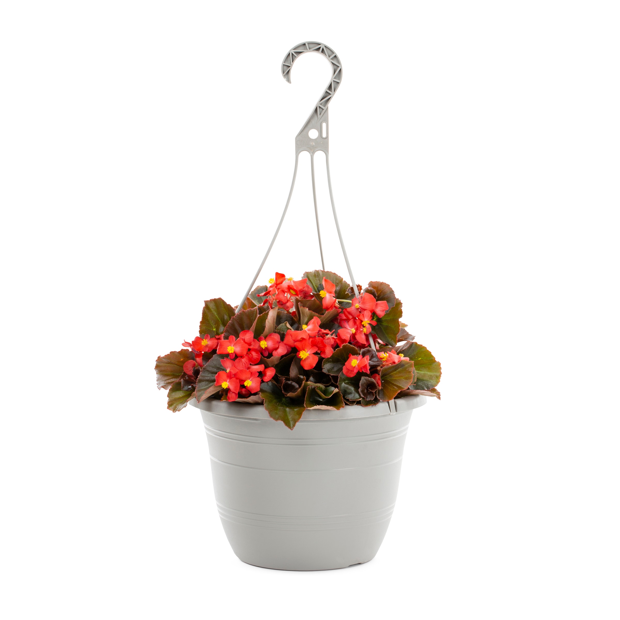 Lowe's Multicolor Begonia in  (s) Hanging Basket in the Annuals  department at 