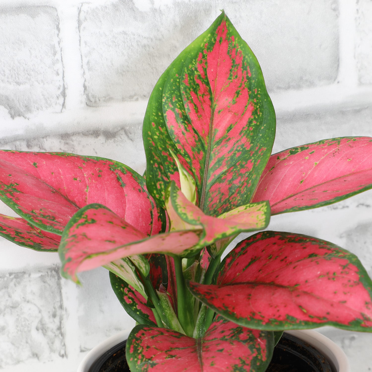 Altman Plants 0873015 hseplants - View #3
