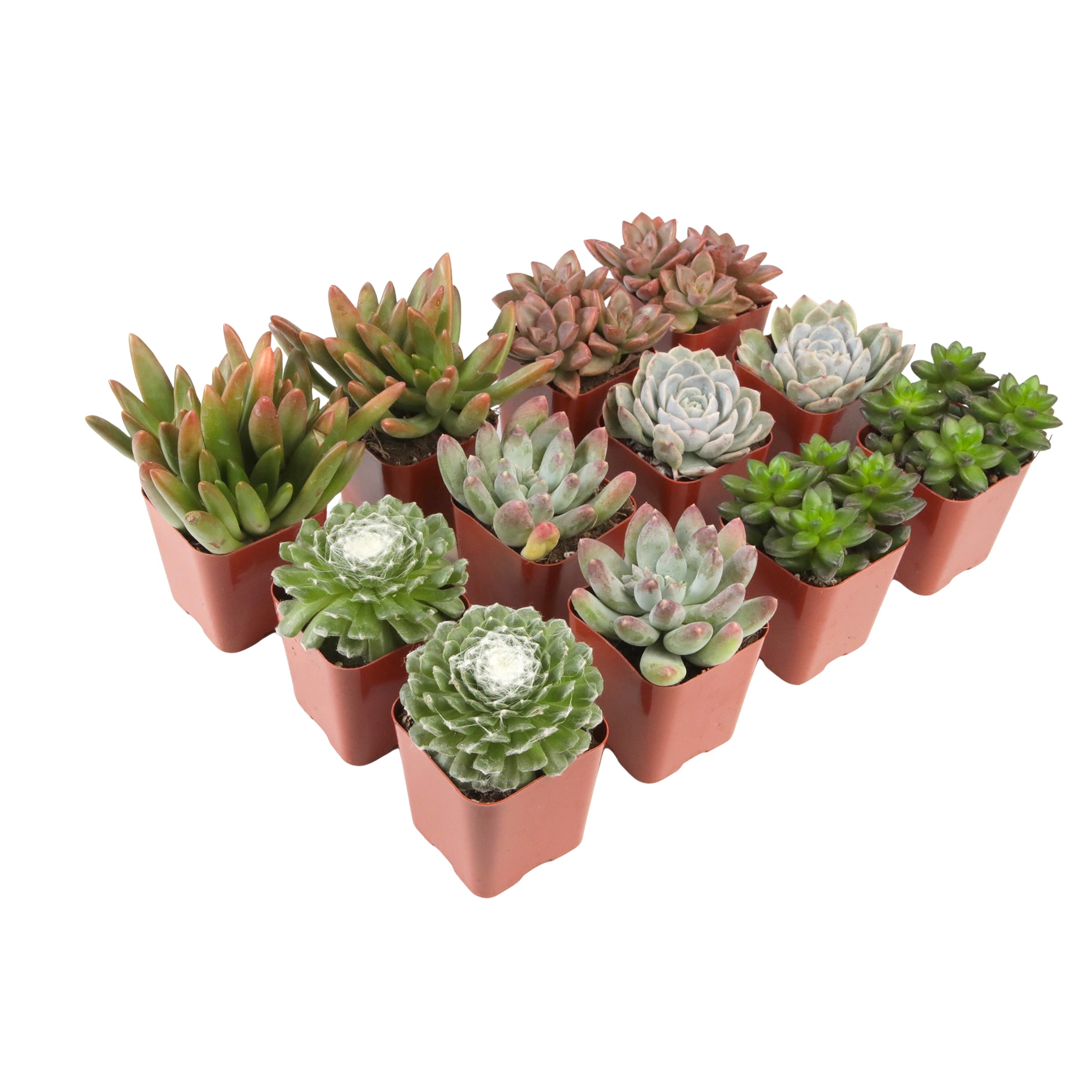 Altman Plants 0881149 Cacti-Succulents - View #9