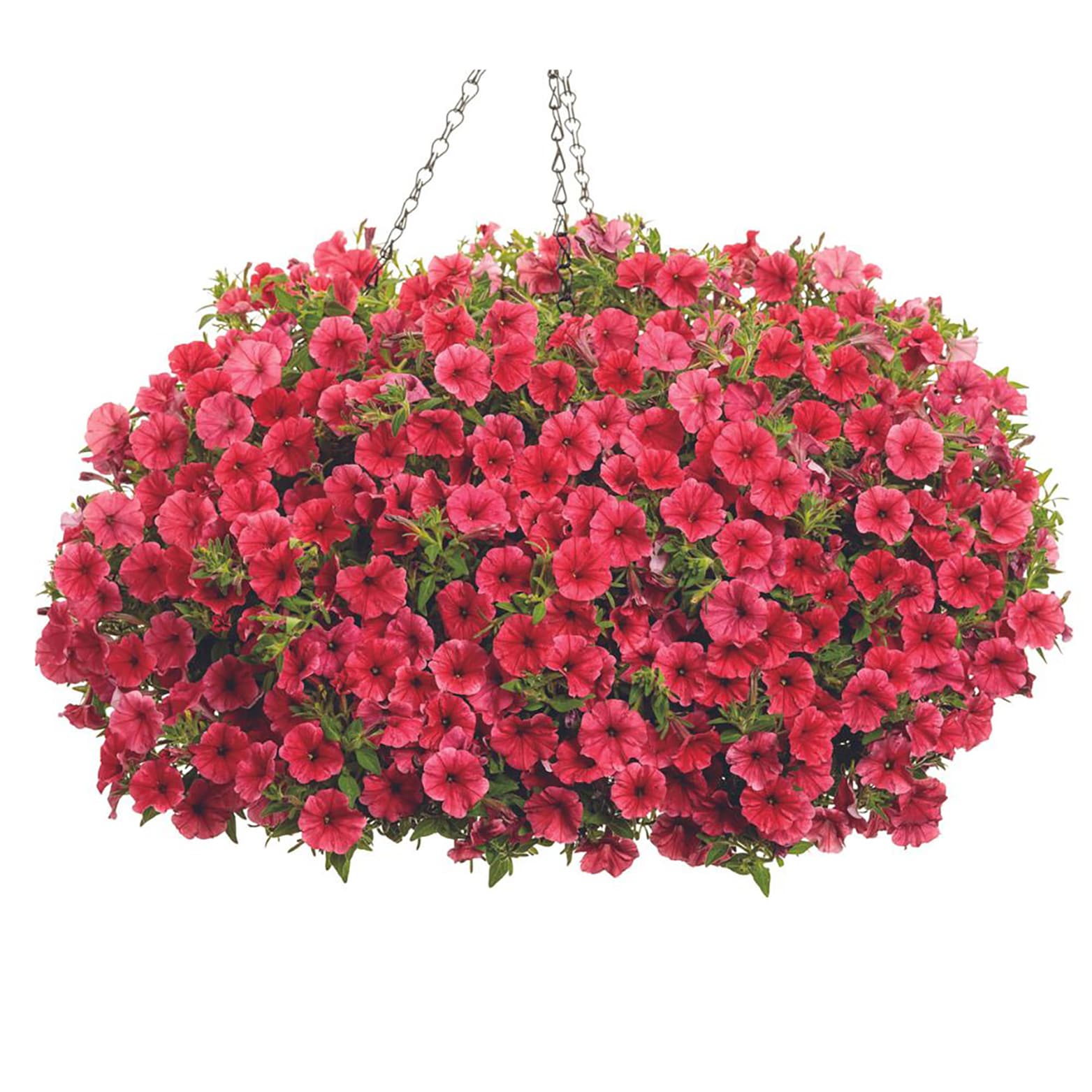 Proven Winners SUPPRW6267504 annuals - View #3