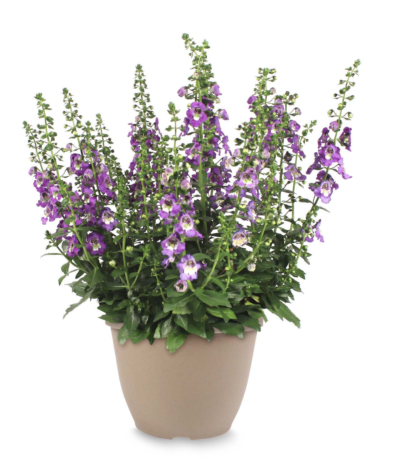 Lowe's Multicolor Angelonia in 1.75-Gallons Pot in the Annuals ...