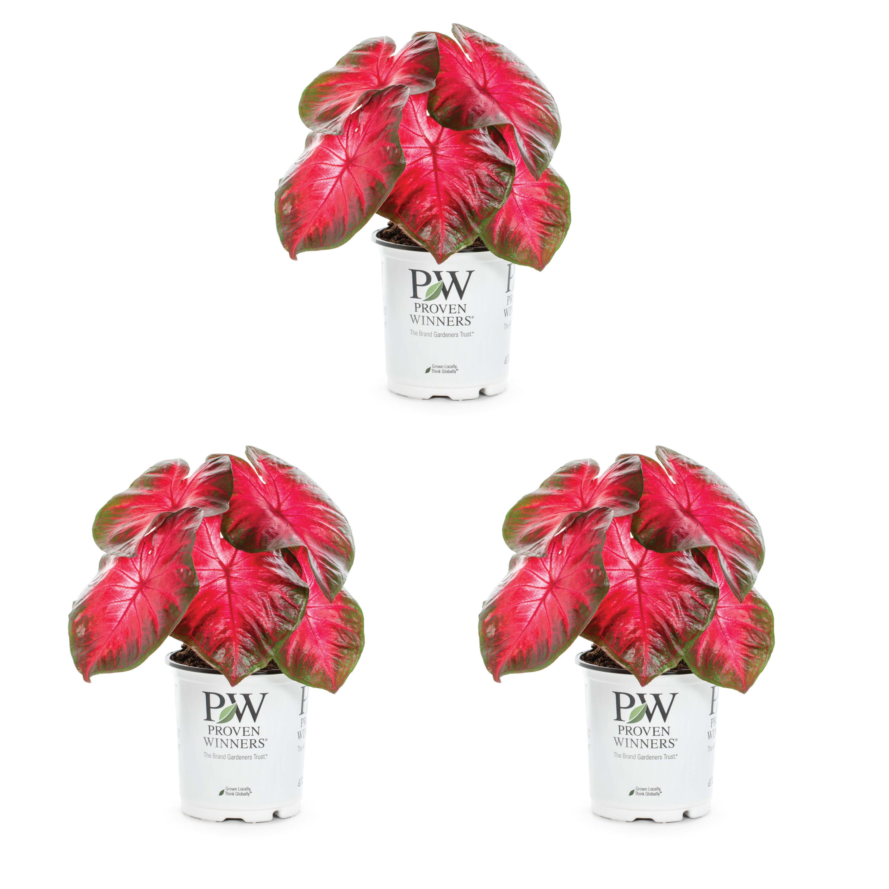Proven Winners 79189 Caladium in 2 Quart(s) Pot 3 -Pack
