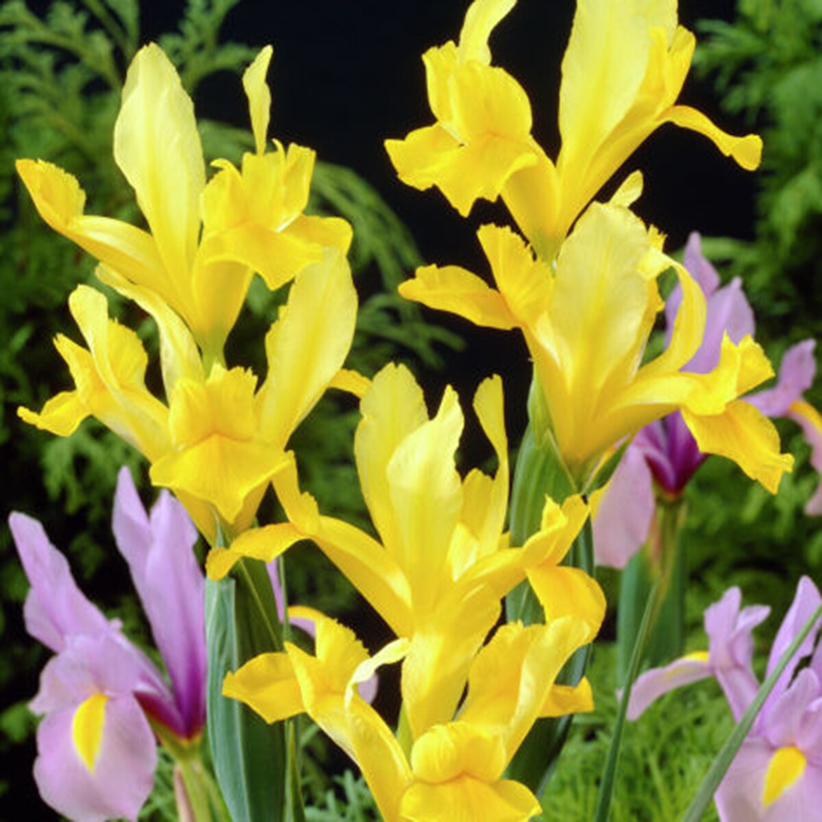 Van Zyverden 84530 Plant-Bulbs - View #2
