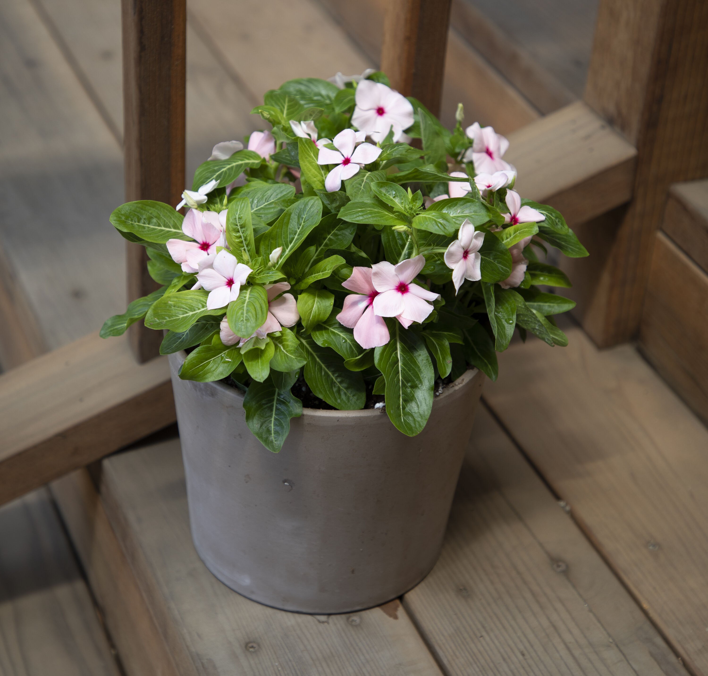 Altman Plants 0881452 annuals - View #5