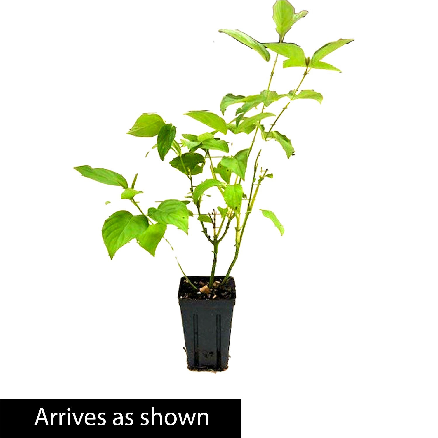 Spring Hill Nurseries 92311 shrubs - View #4