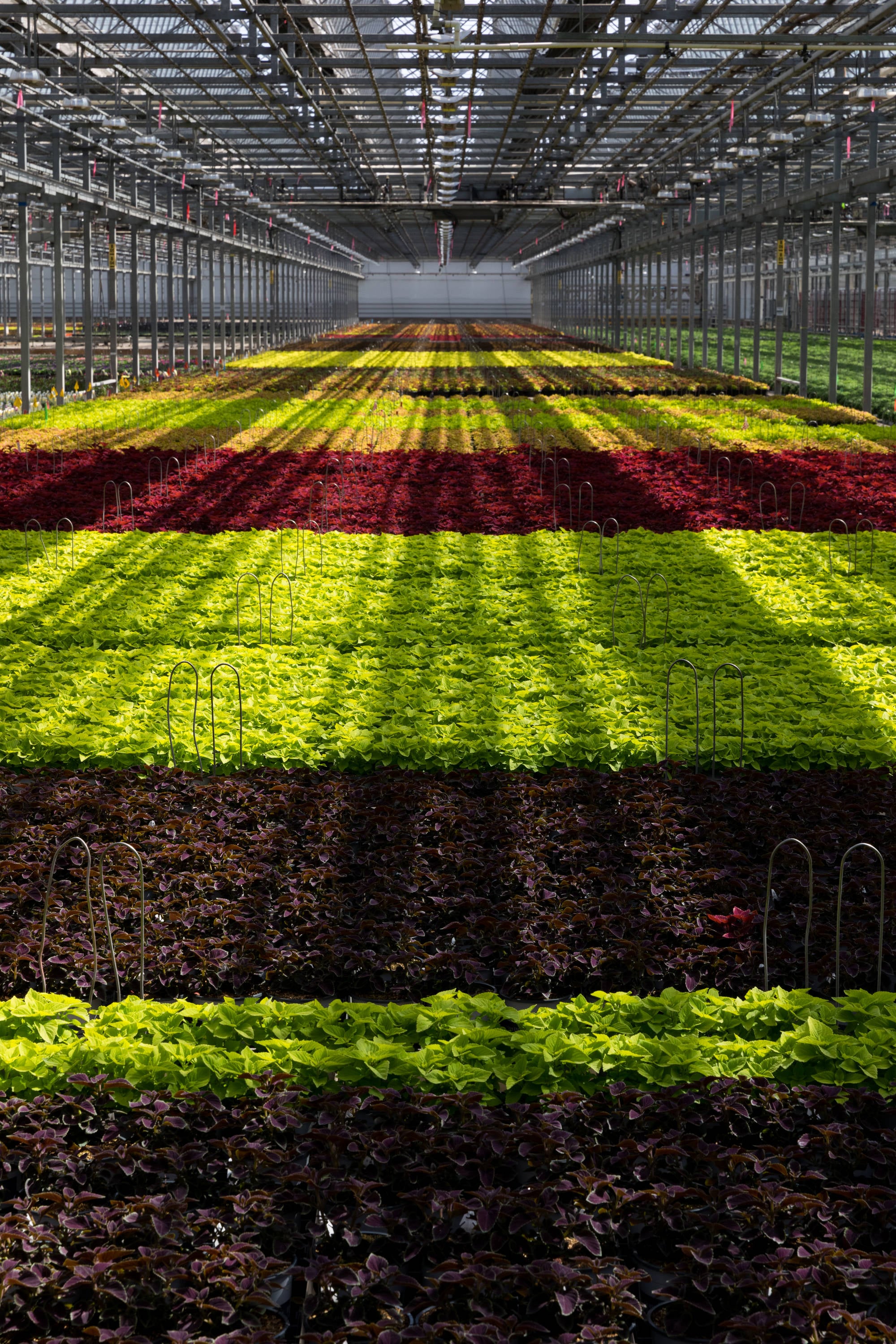 Metrolina Greenhouses 4352 annuals - View #7