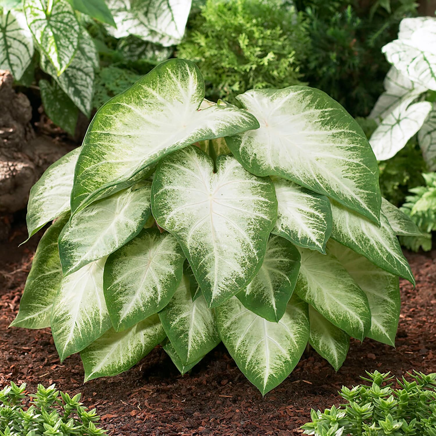Garden State Bulb ECS-83-40-04 Green Aaron White Caladium Bulbs 40 Count
