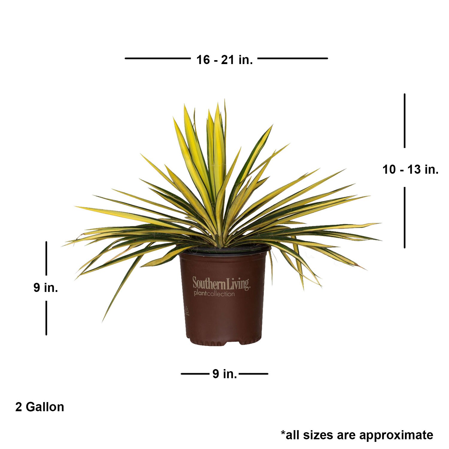 Southern Living Plant Collection 58382SL-1 shrubs - View #5