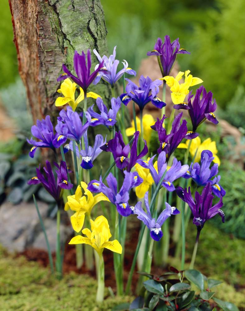 Garden State Bulb 04728 Multicolor Iris Species Mix 30Pk Bulbs 30-Pack