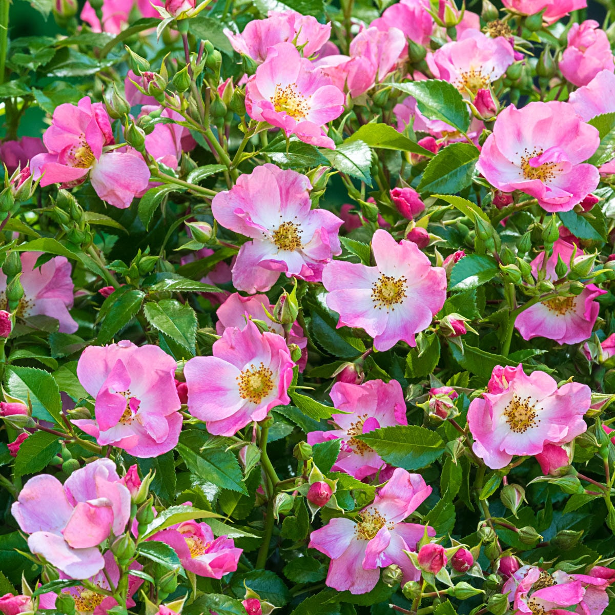 Spring Hill Nurseries 91663 Pink Flowering Forever and Ever Shrub Rose 3 -Gallon 1 -Pack in Pot
