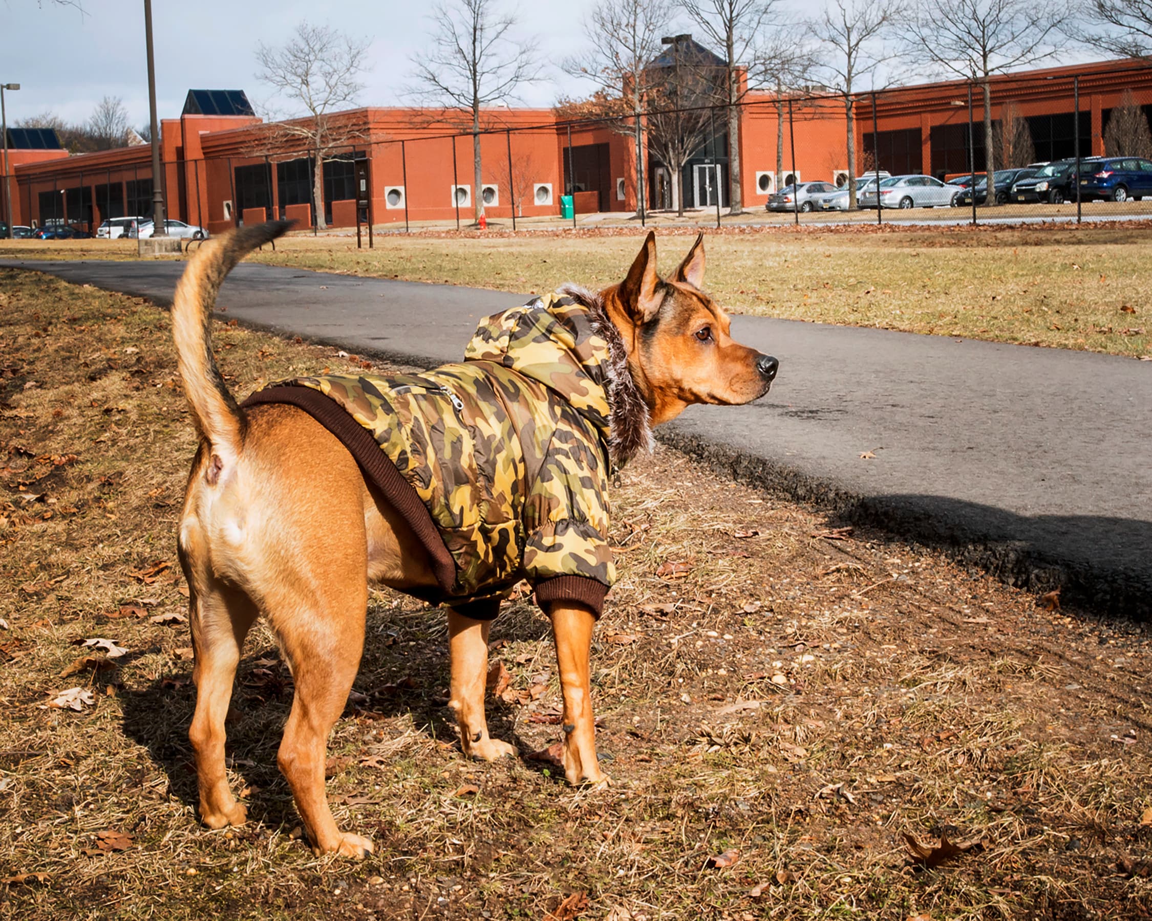 Pet Life 1CALG Dog-Apparel - View #9