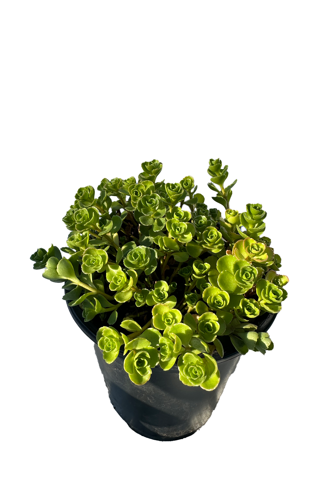 Runesay HBPLANT-14 hseplants - View #3