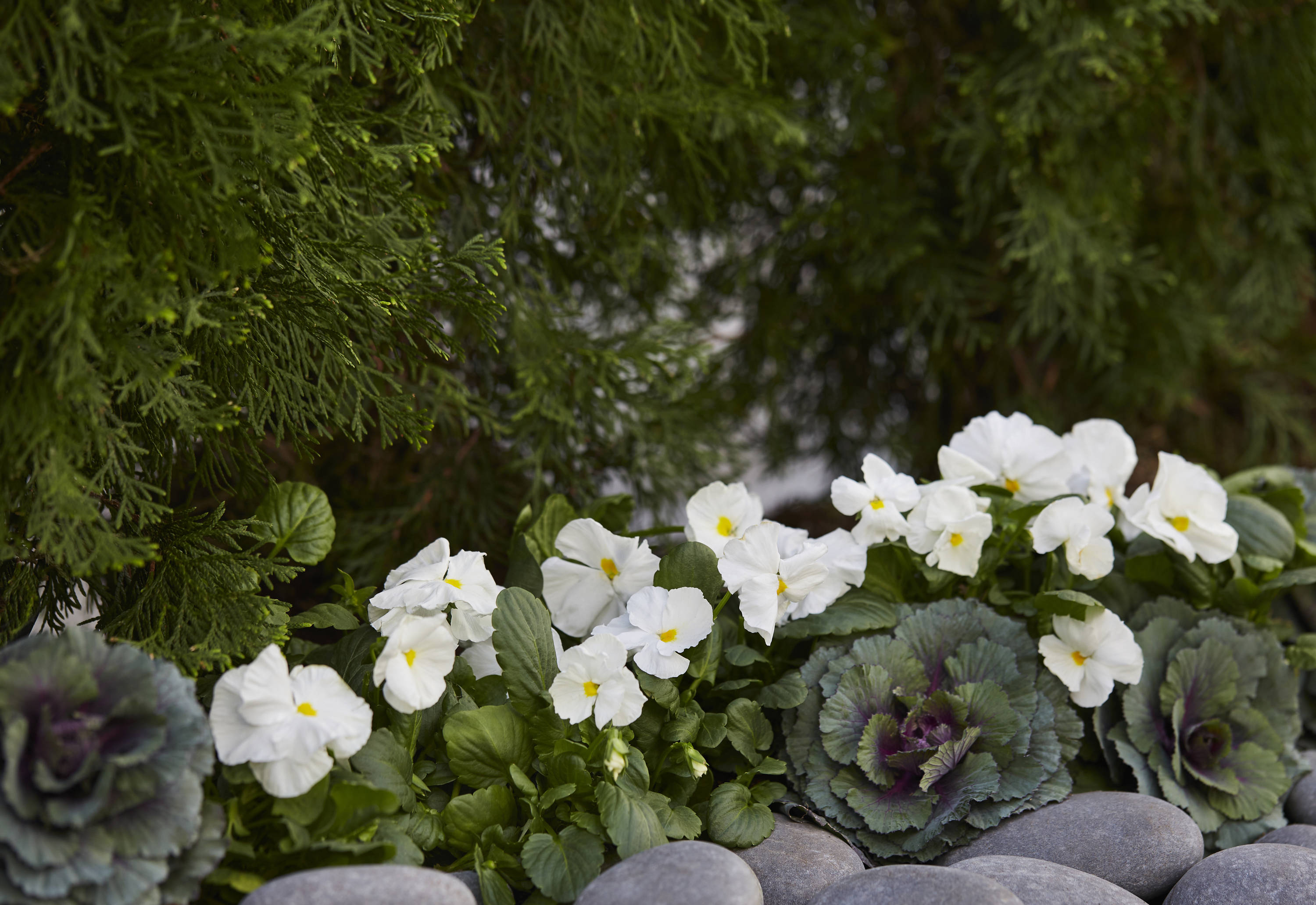 Lowe's Multicolor Pansy in 2.5-Quart Pot in the Annuals department