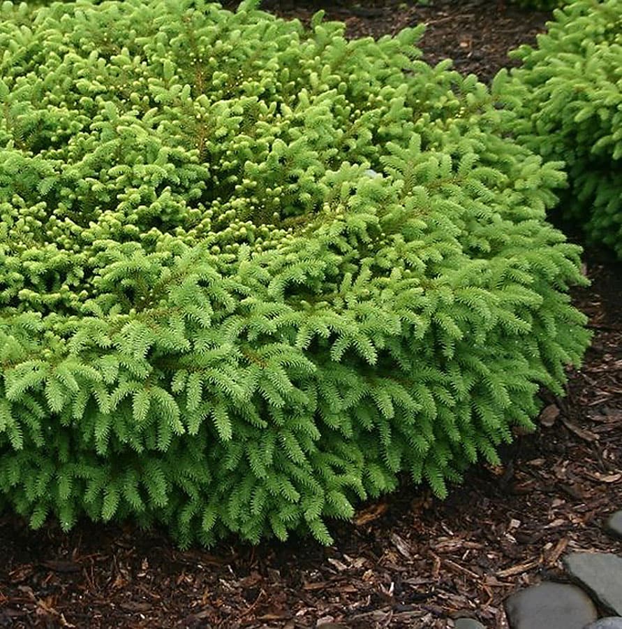 Nest Spruce Shrubs at Lowes.com