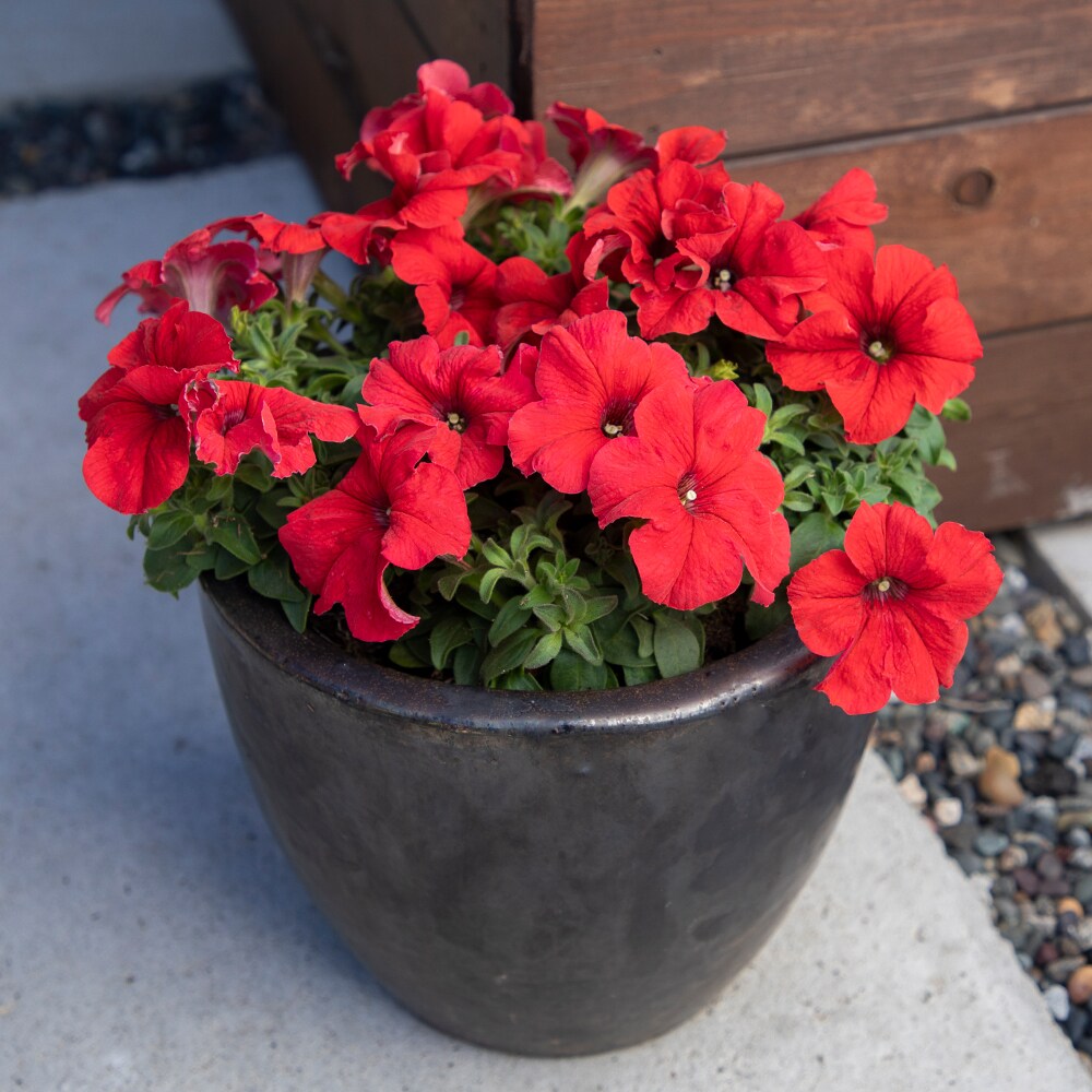 Altman Plants 0881214 annuals - View #5