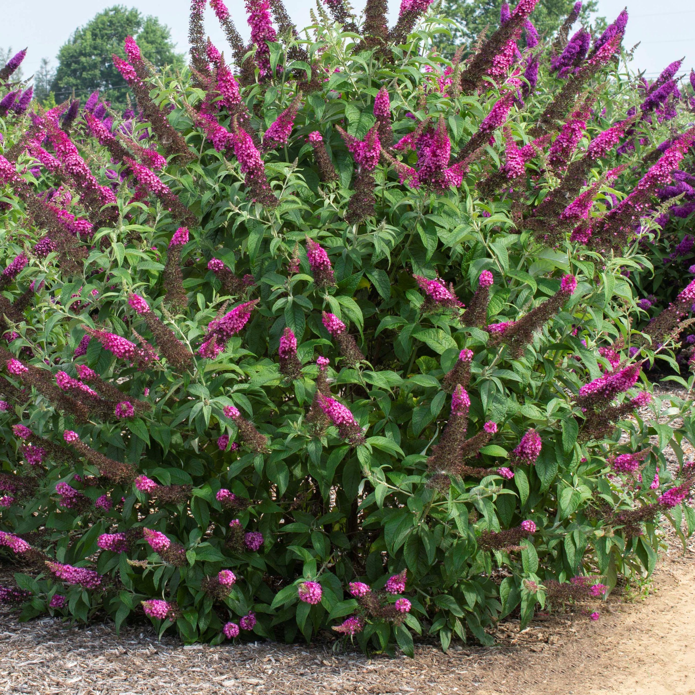 National Plant Network LW2212 shrubs - View #8