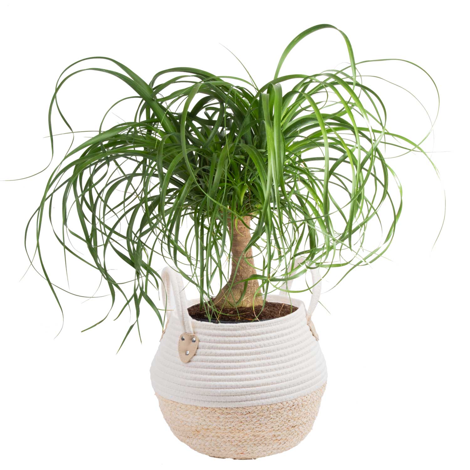 Costa Farms L-PTP-P-BWH-01-LW Easy To Grow Ponytail Palm House Plant in 10-in Pot