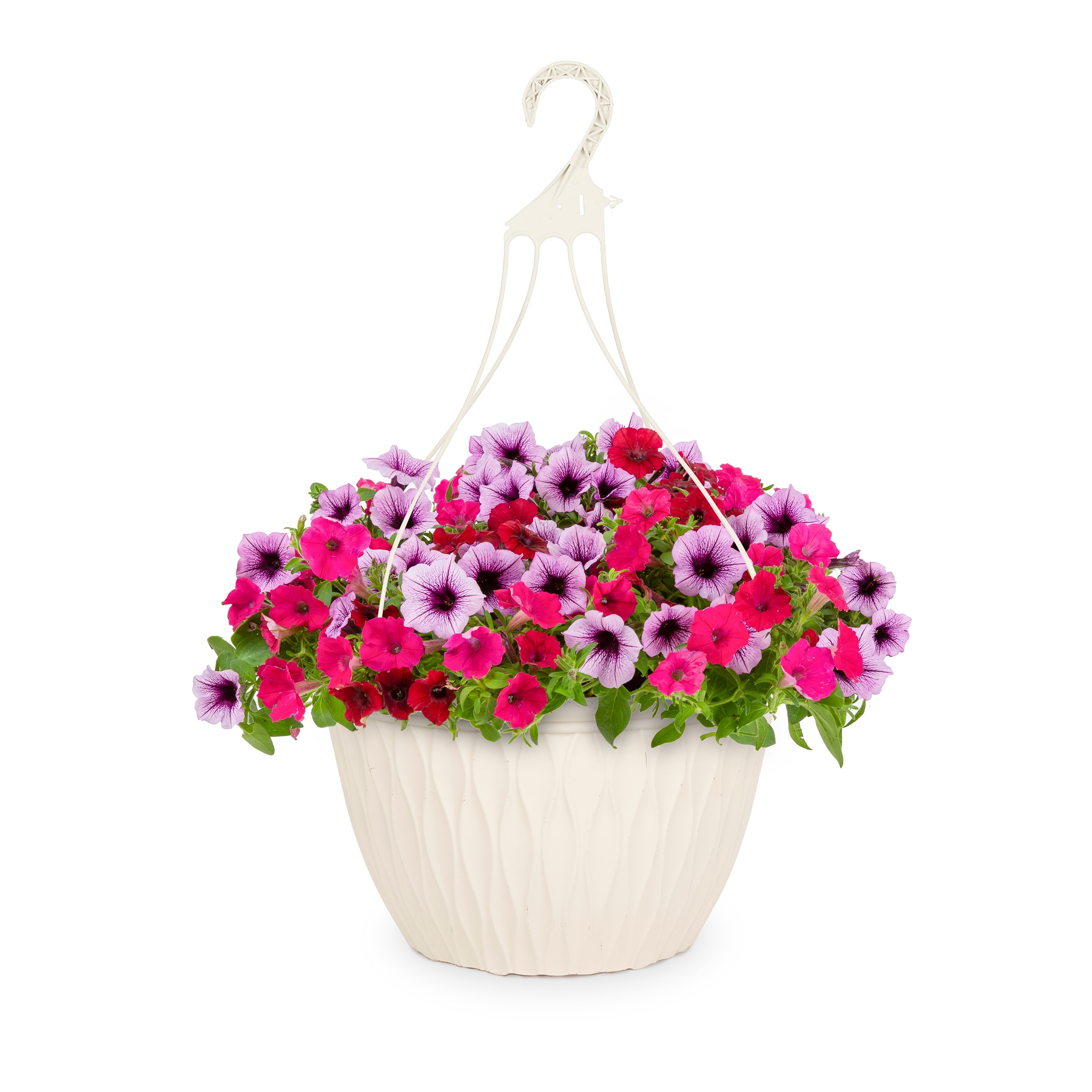 Proven Winners NURSERY Multicolor Supertunia#174 in 3.50 Gallon(s) Hanging basket