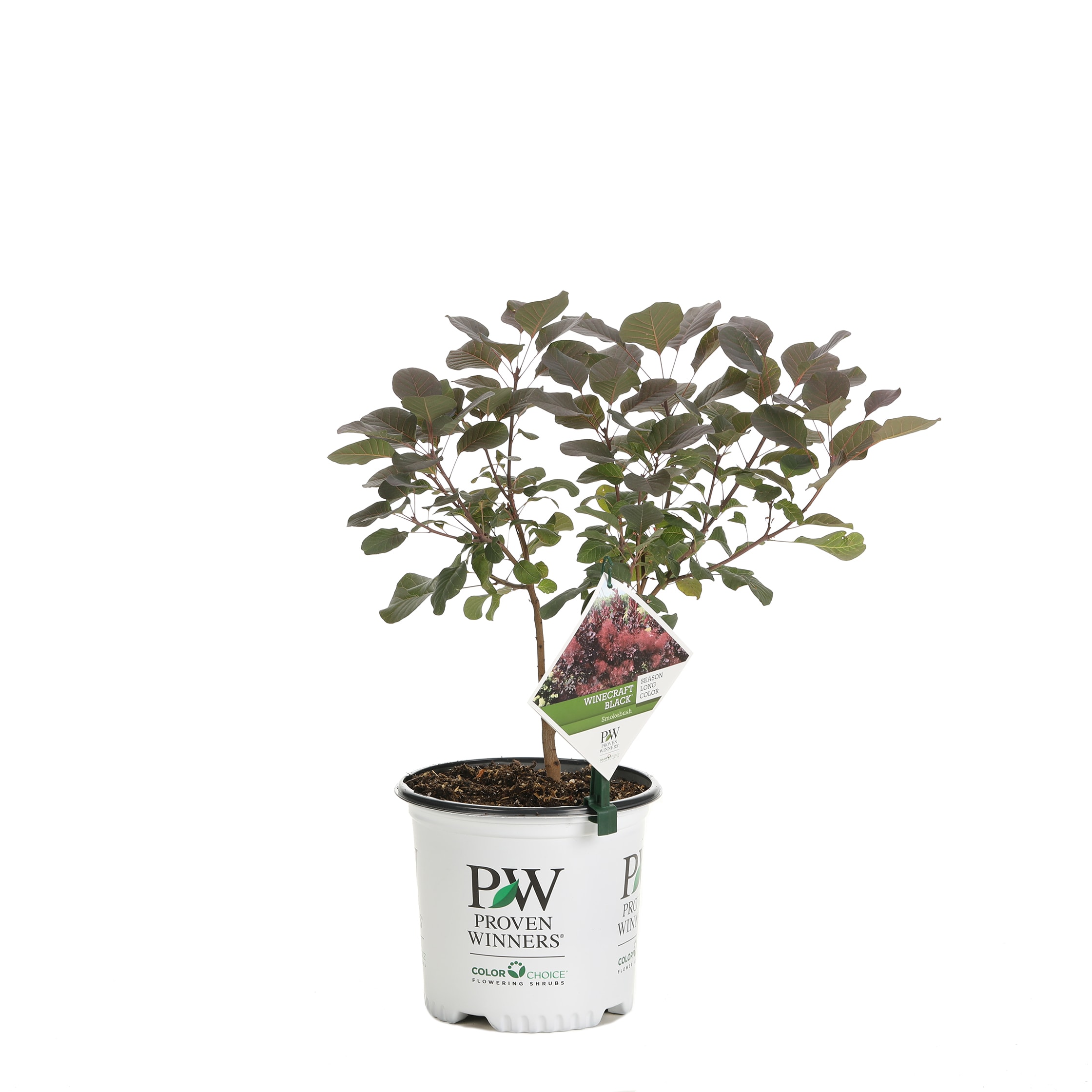 Proven Winners COTPRC1026101 shrubs - View #2