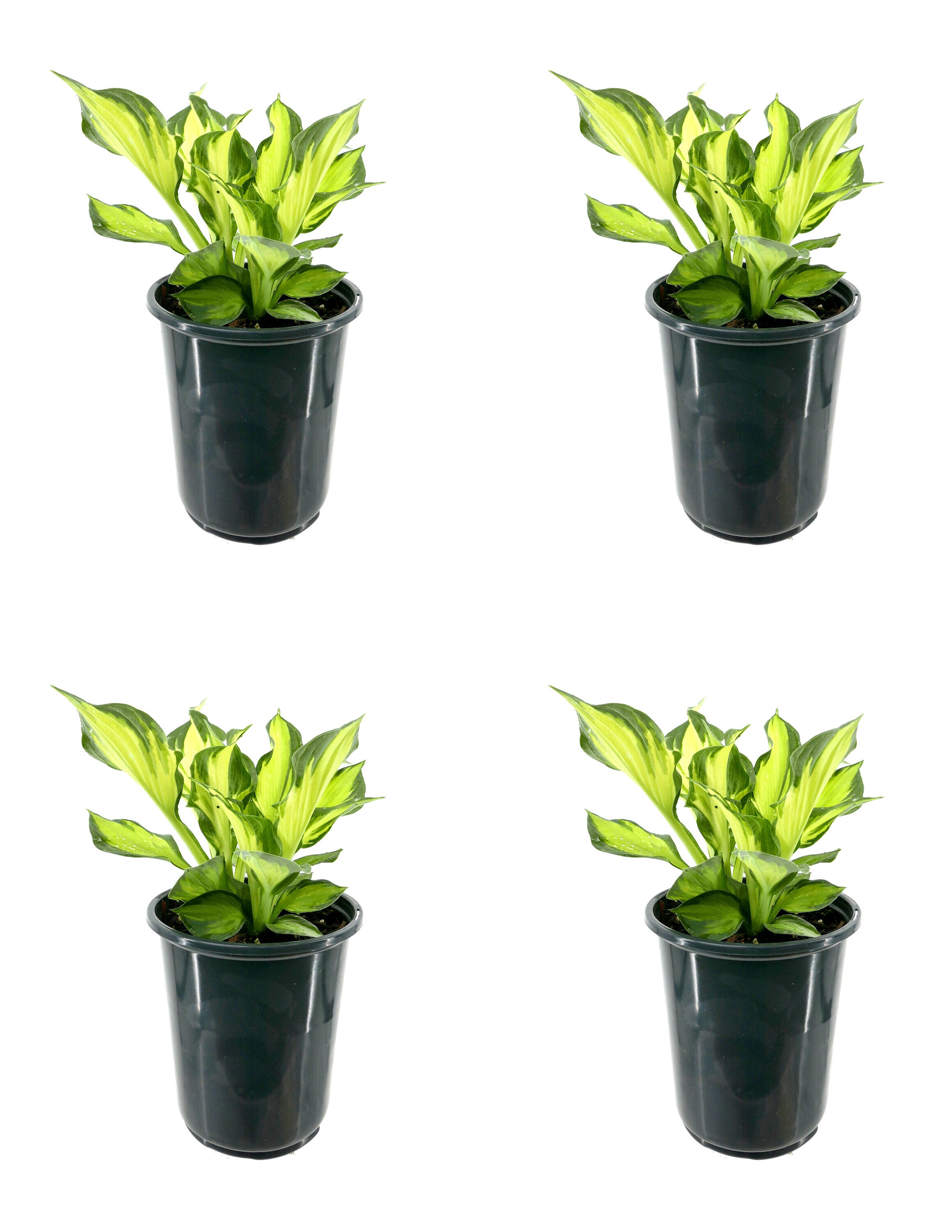  1410 White Hosta Colored Hulk Plant in 2.5 -Quart Pot 4.0 -Pack