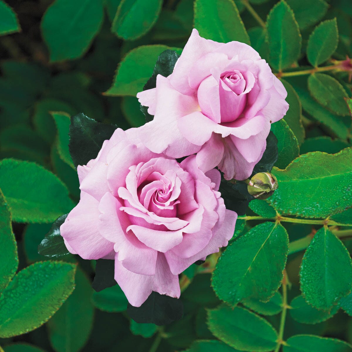 Spring Hill Nurseries 92367 roses - View #2