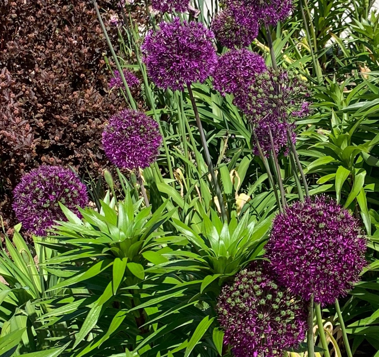 Daylily Nursery 21665 Purple Globemaster Allium Plant in 3 -Pack Bareroot 3 -Pack