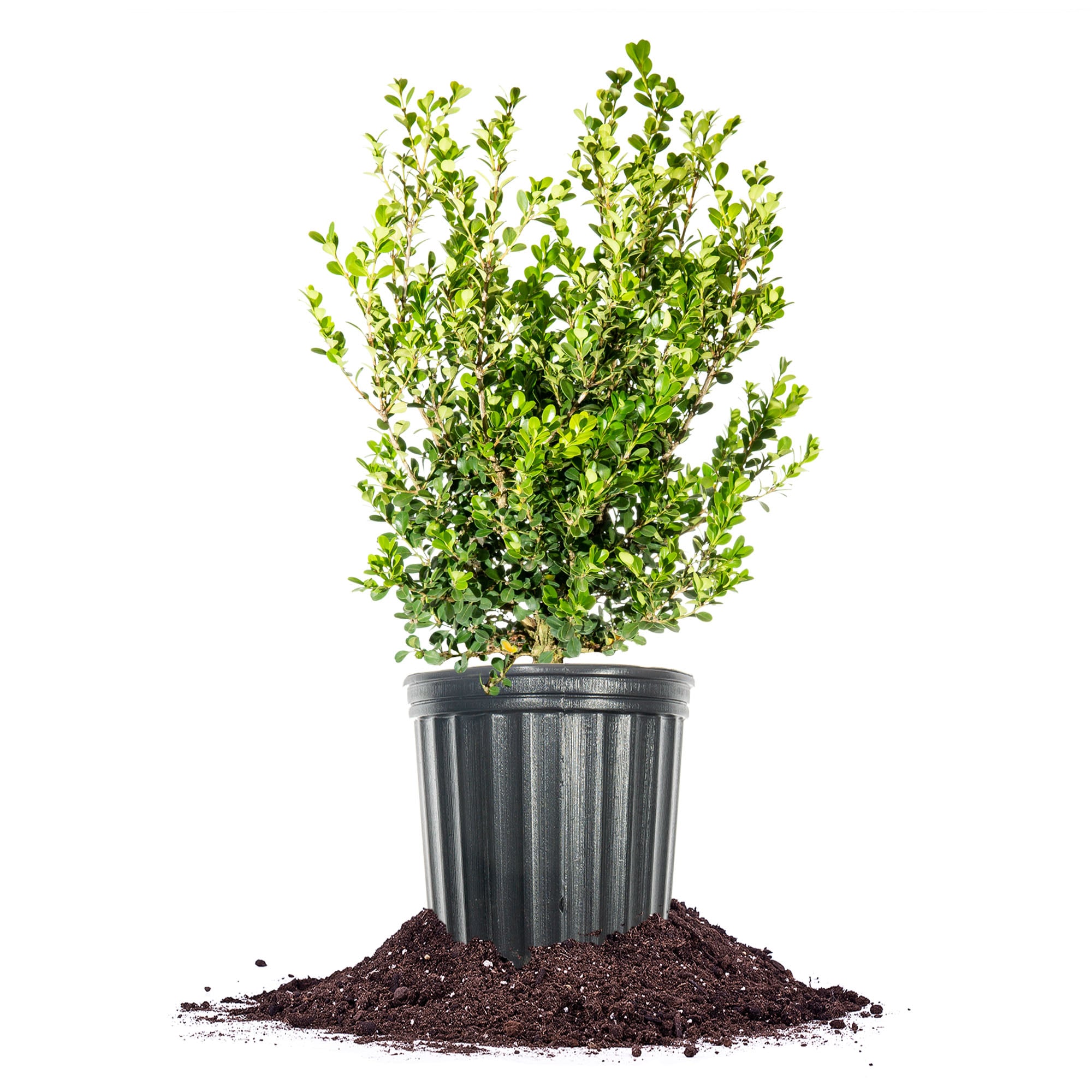 Perfect Plants LOJAPANESEBOXWOOD3G Japanese Boxwood Foundation/Hedge Shrub in 1 -Gallon Pot 1 -Pack