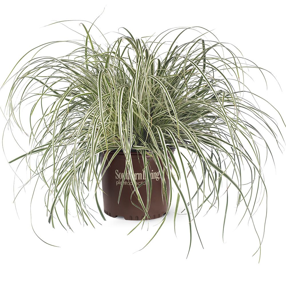 Southern Living Plant Collection 0728Q-2 Ornamental-Grasses - View #6