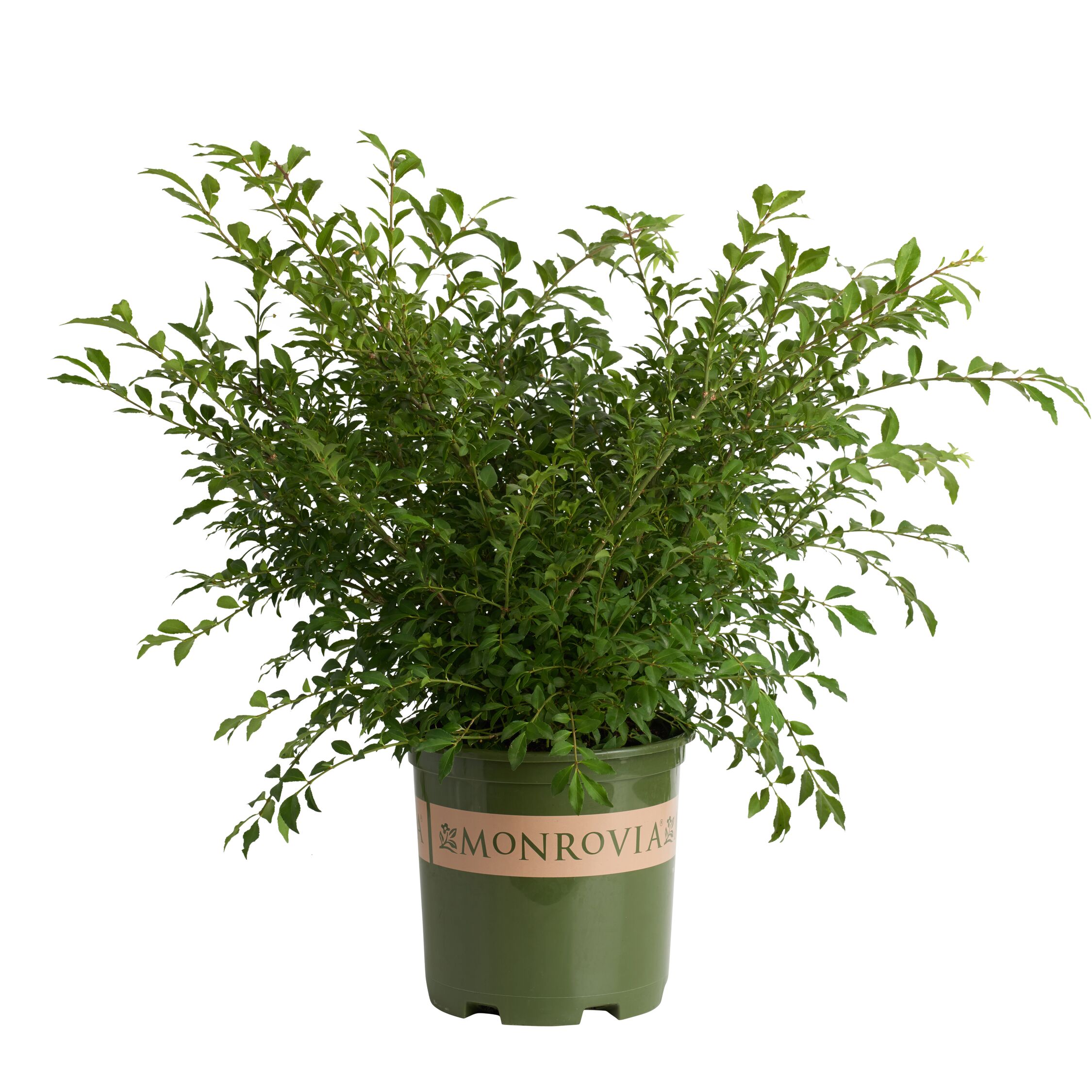 Monrovia 019312 Accent Shrub in