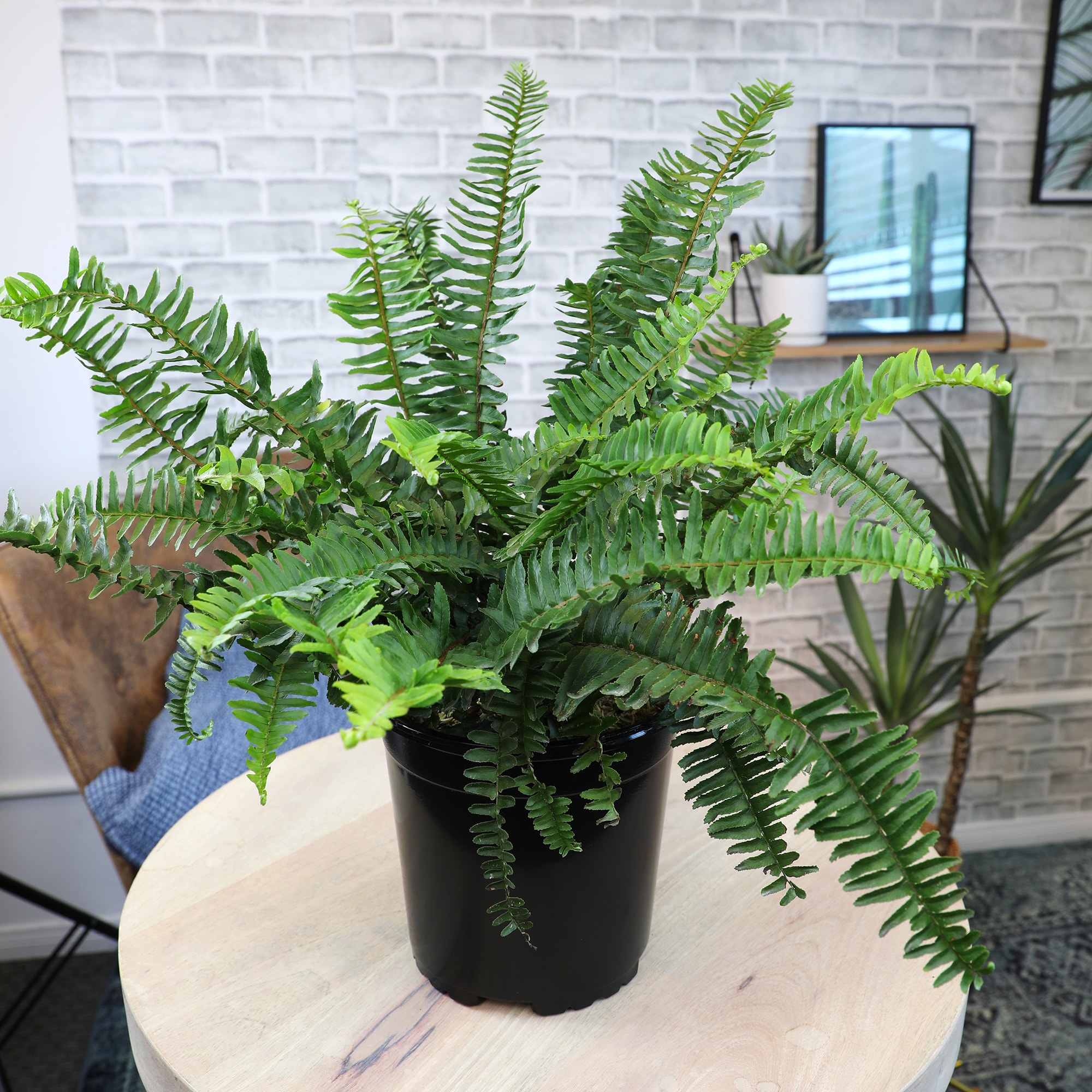 Altman Plants 0872808 hseplants - View #3