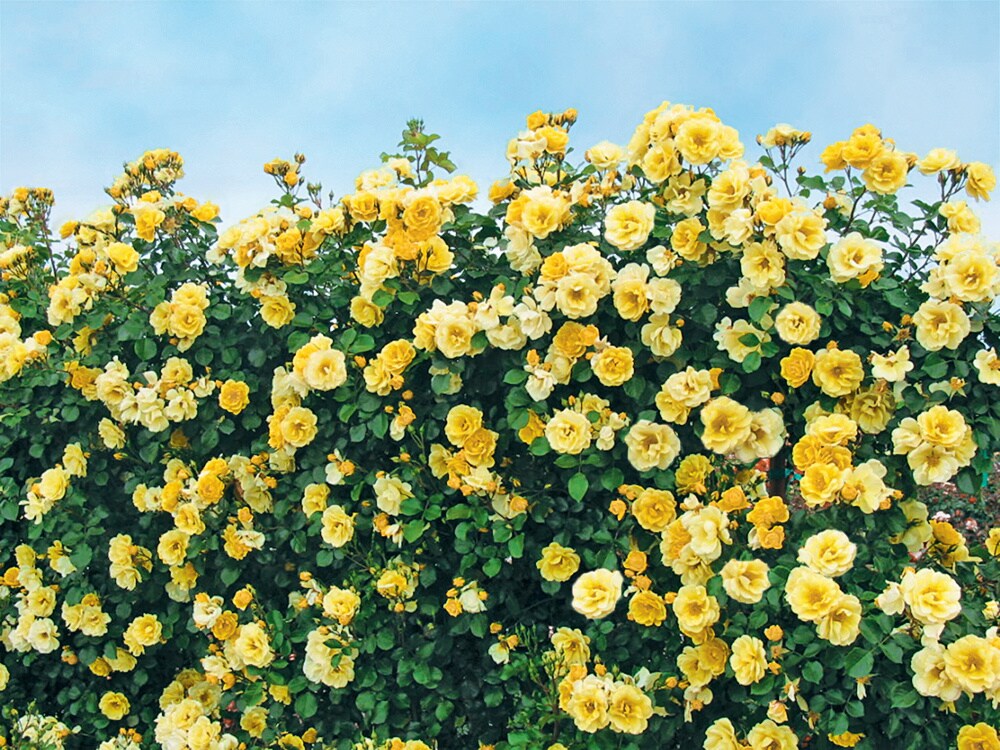 Spring Hill Nurseries 62938 roses - View #4