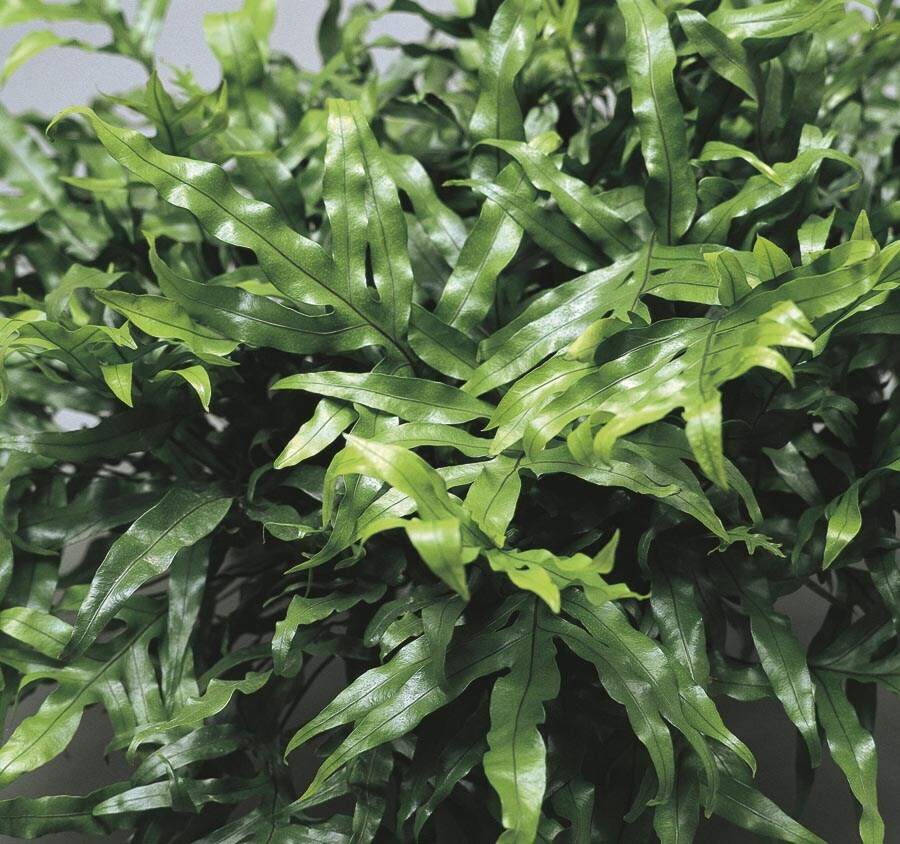 Lowe's NURSERY Wart Fern Plant in