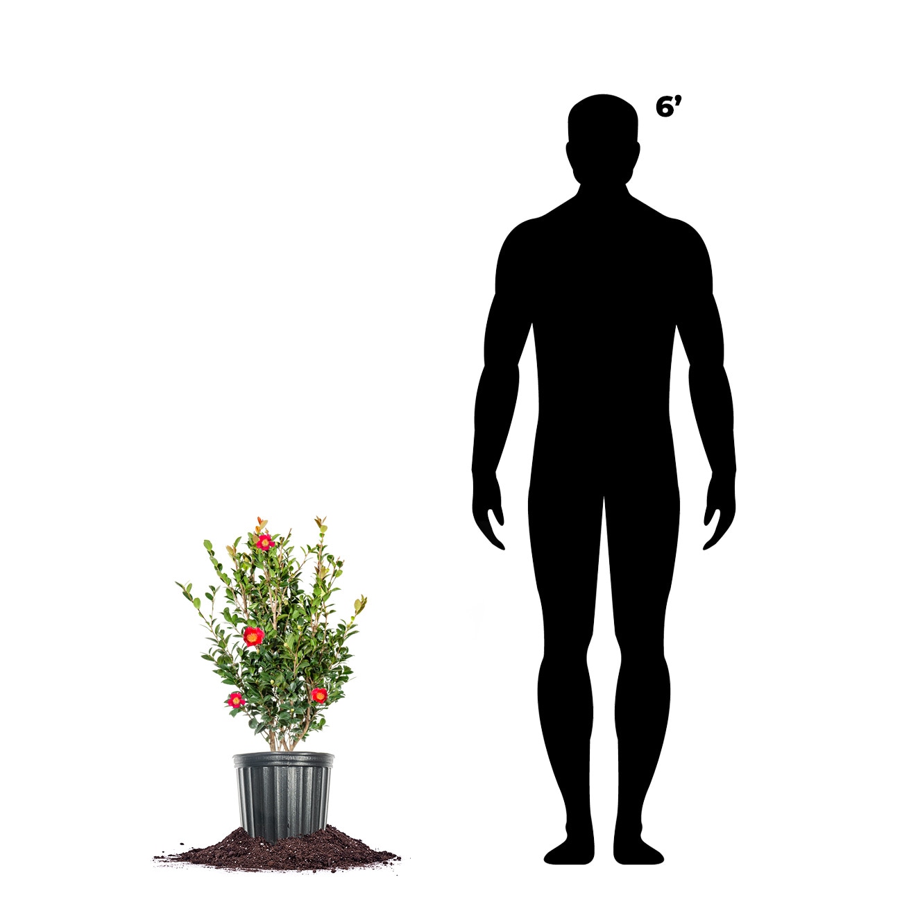 Perfect Plants LOYULETIDECAMELLIA1G shrubs - View #6