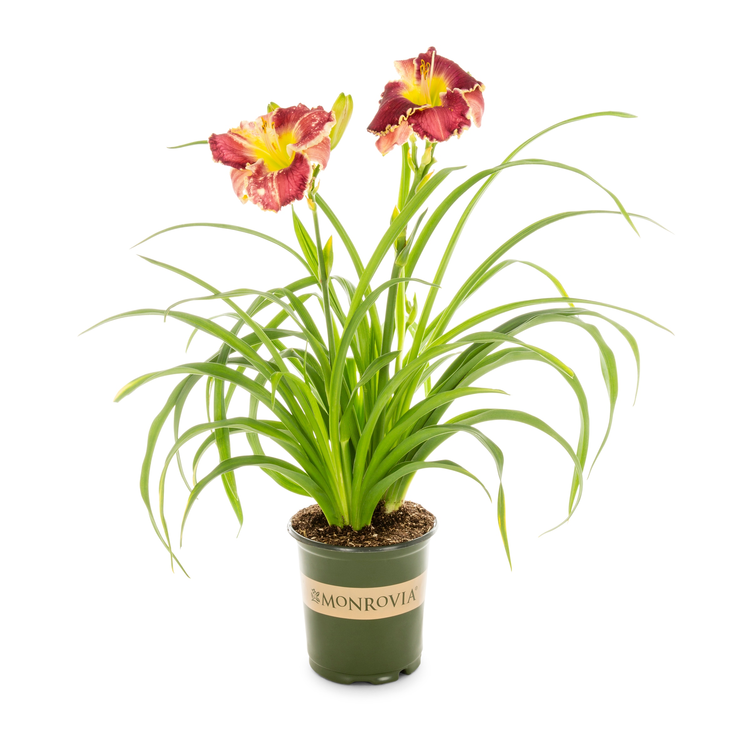 Monrovia NURSERY Multicolor Daylily Cosmic Struggle Plant in 2.50 -Quart Pot 1.0 -Pack