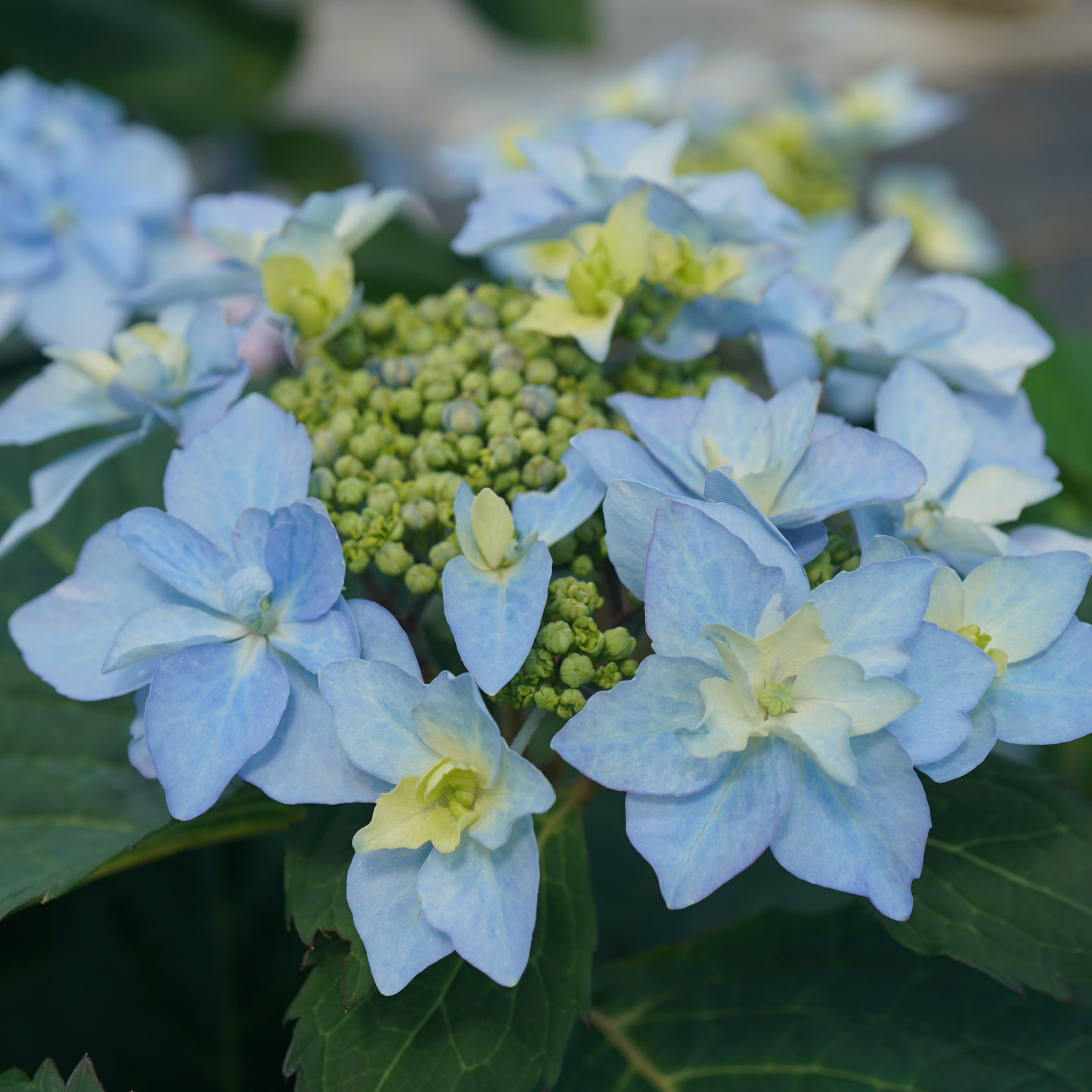 Tuff Stuff Hydrangeas – Petals In Bloom Flower Farm
