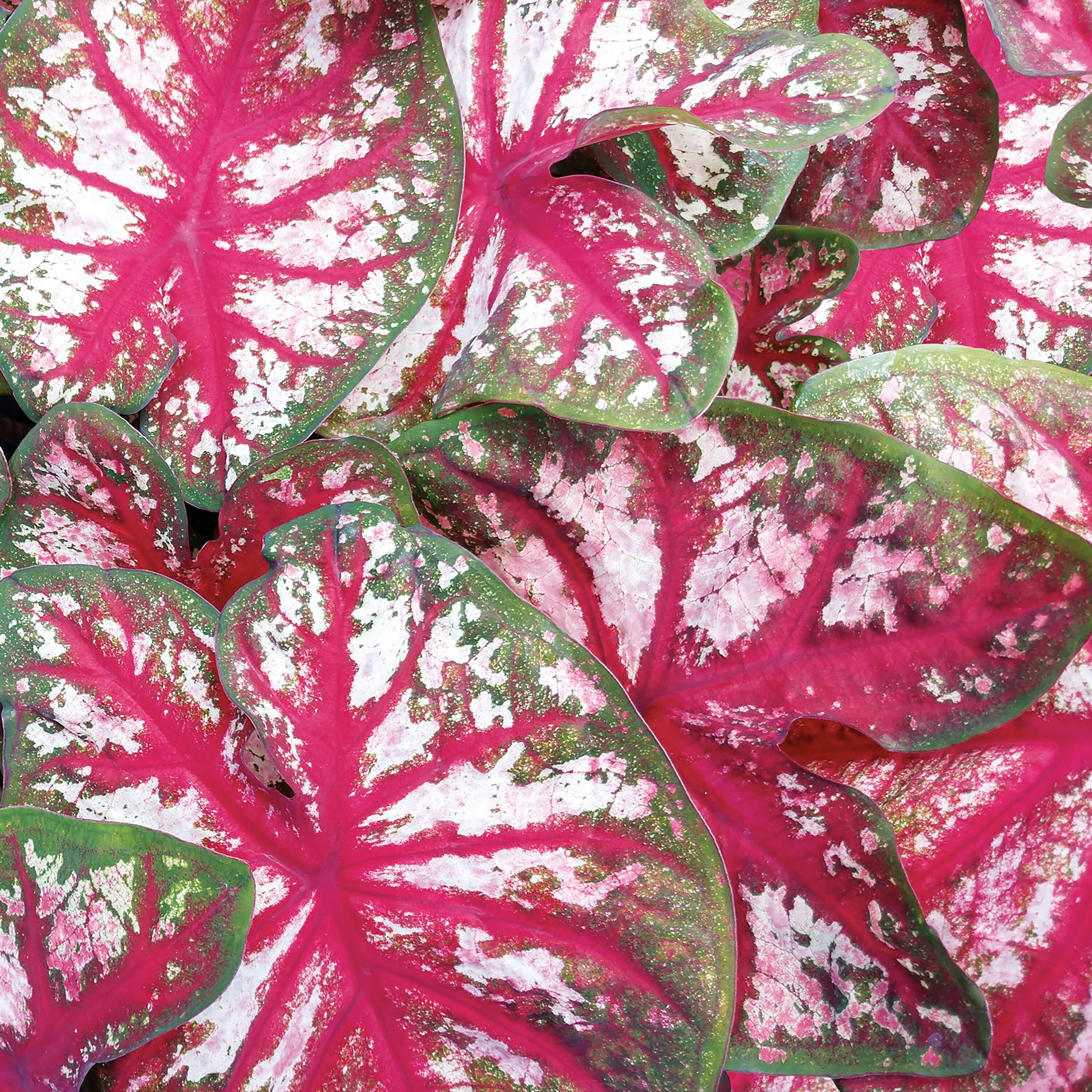 Proven Winners CLDPRW1187800 Caladium in 4.5 Inch(es) Pot
