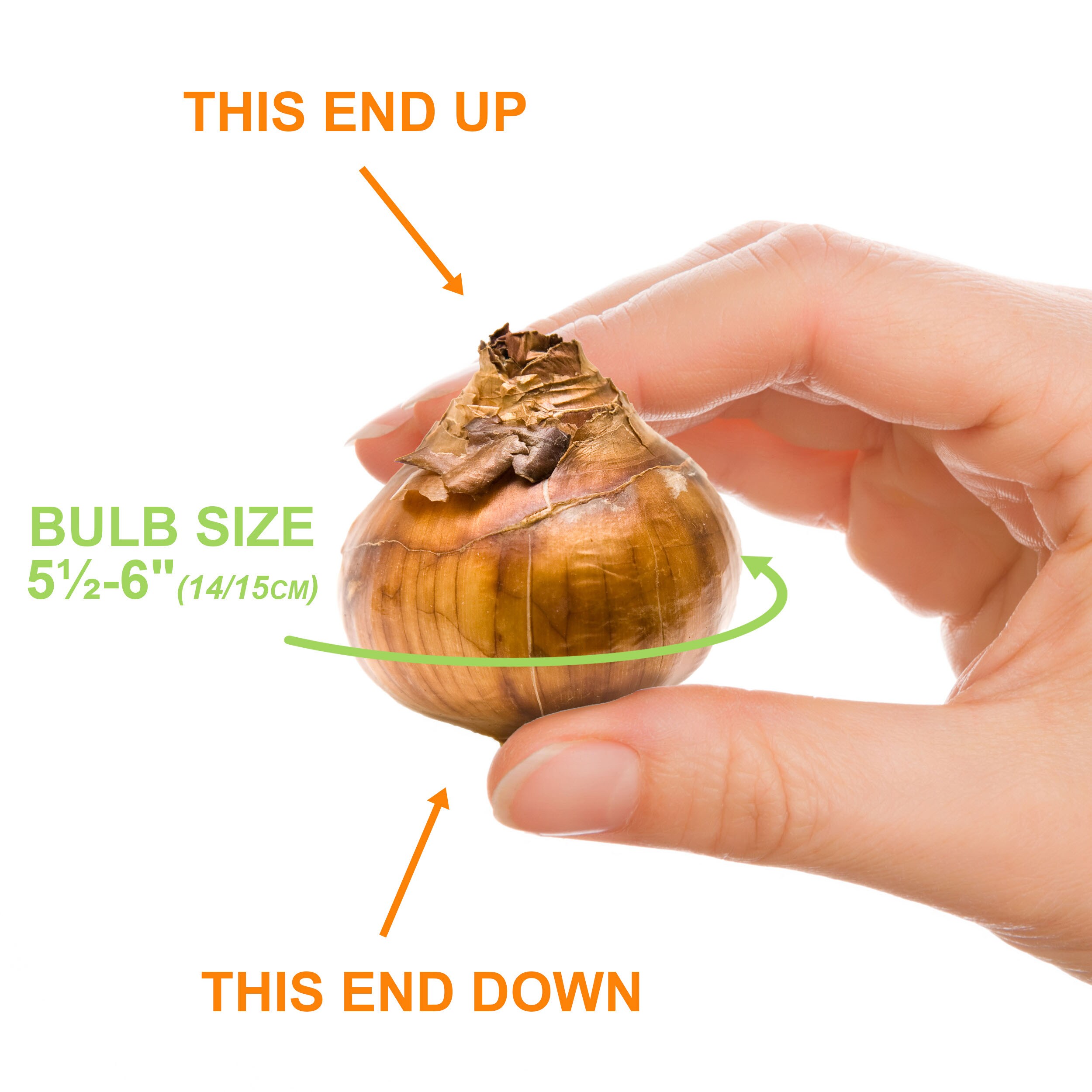 Garden State Bulb ECH-38-01-01 Plant-Bulbs - View #4