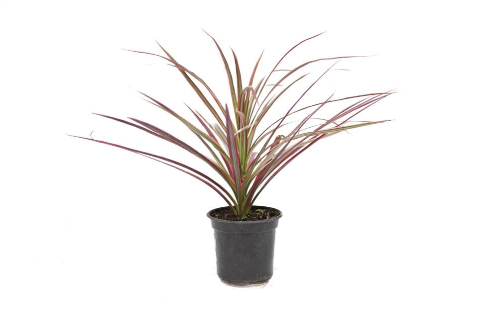 Dracaena Marginata Bush House Plant in 1.25-Quart at