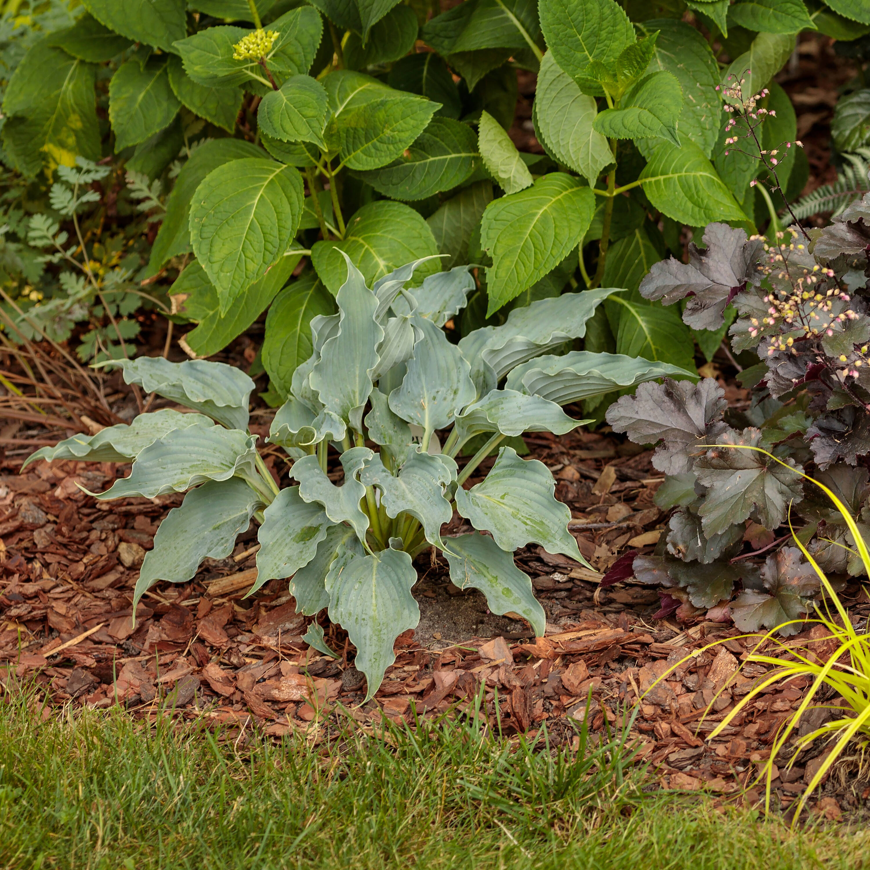Proven Winners HOSPWP2086102 perennials - View #3