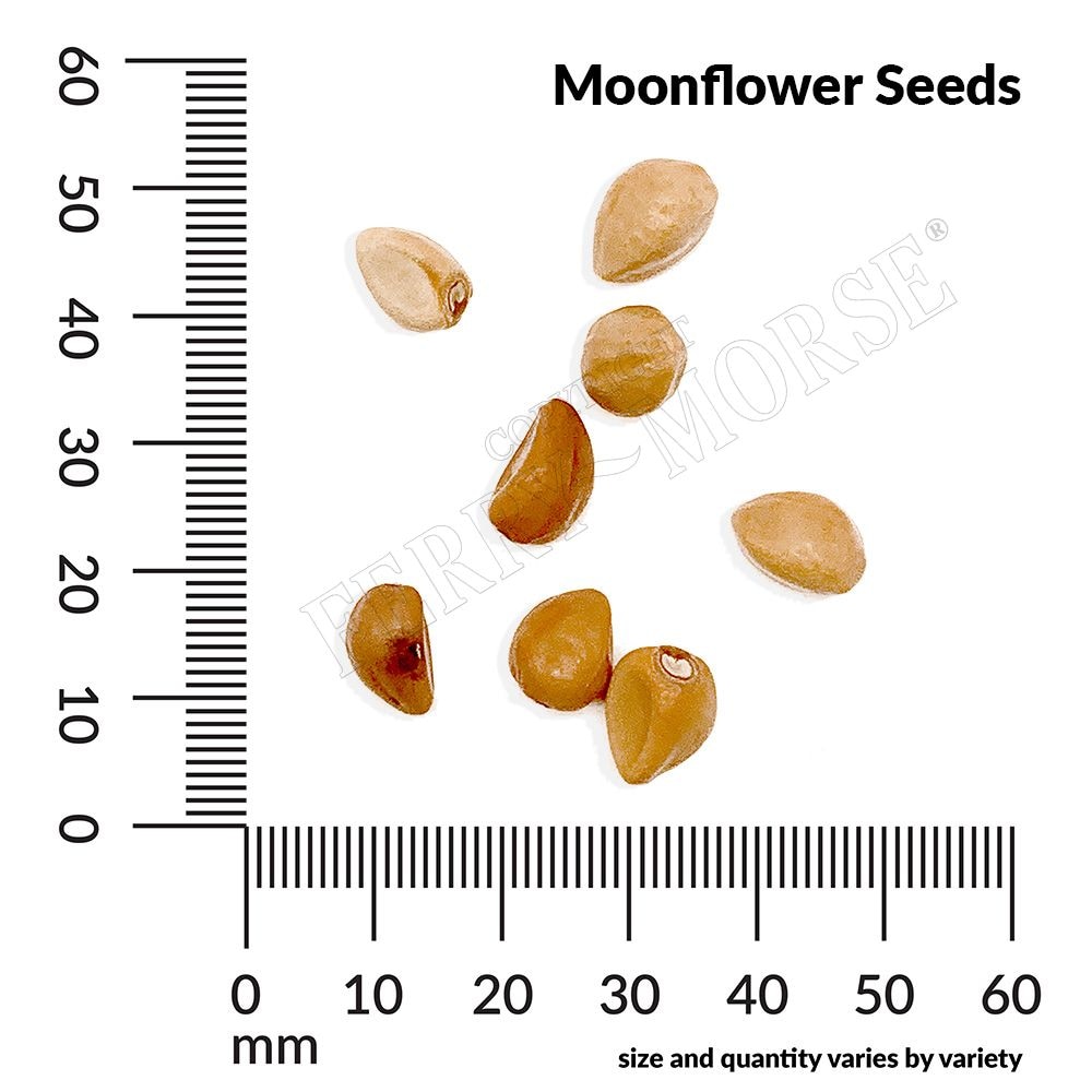 Ferry-Morse LC25.6071 seeds - View #4