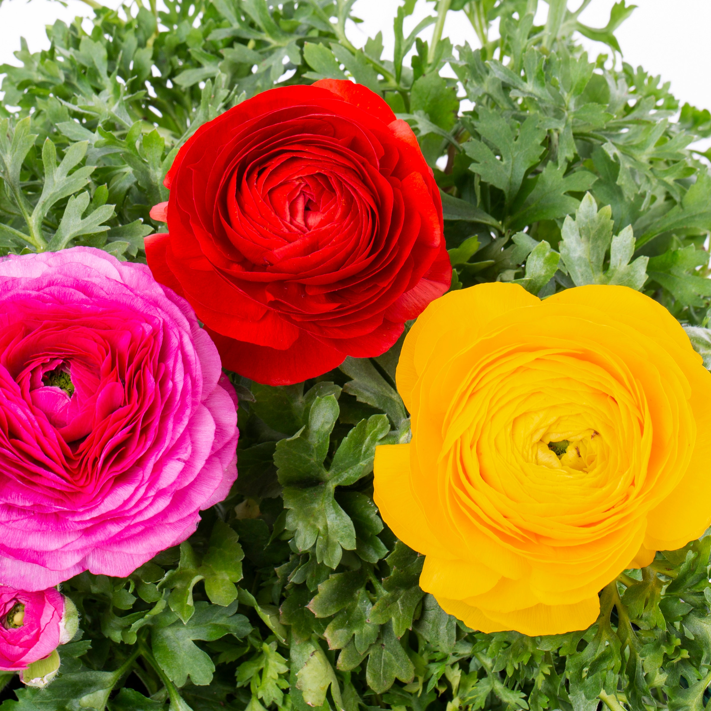 Lowe's NURSERY annuals - View #2