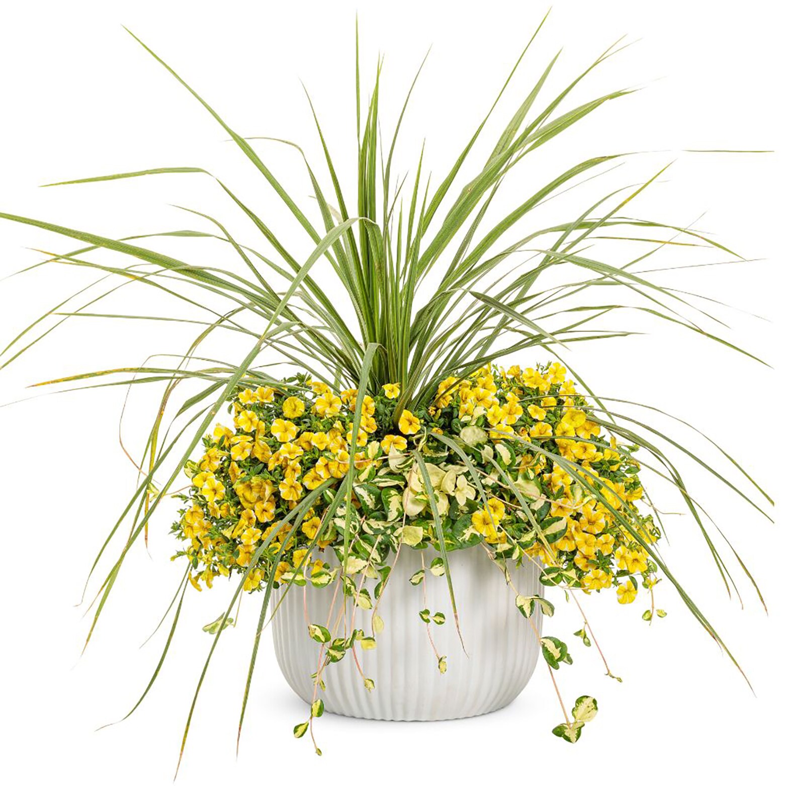Proven Winners BELPRW1237504 annuals - View #3