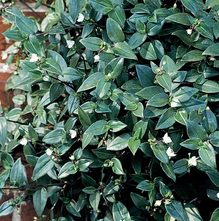 Lowe's 646281 White Bridal Veil Plant in 1 -Quart Pot
