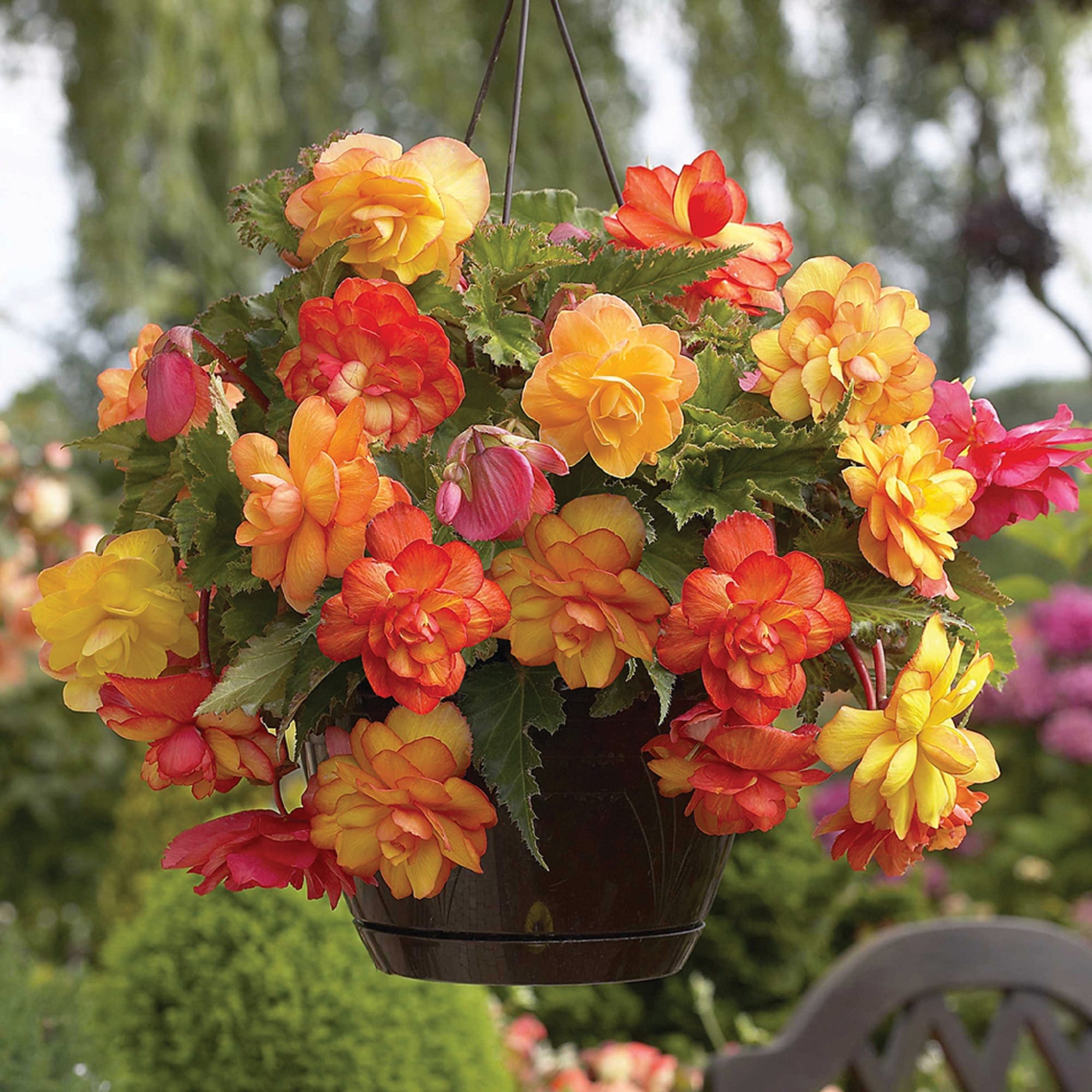 Van Zyverden 83007 Multicolor Begonias Golden Balcony Bulbs 3 Count